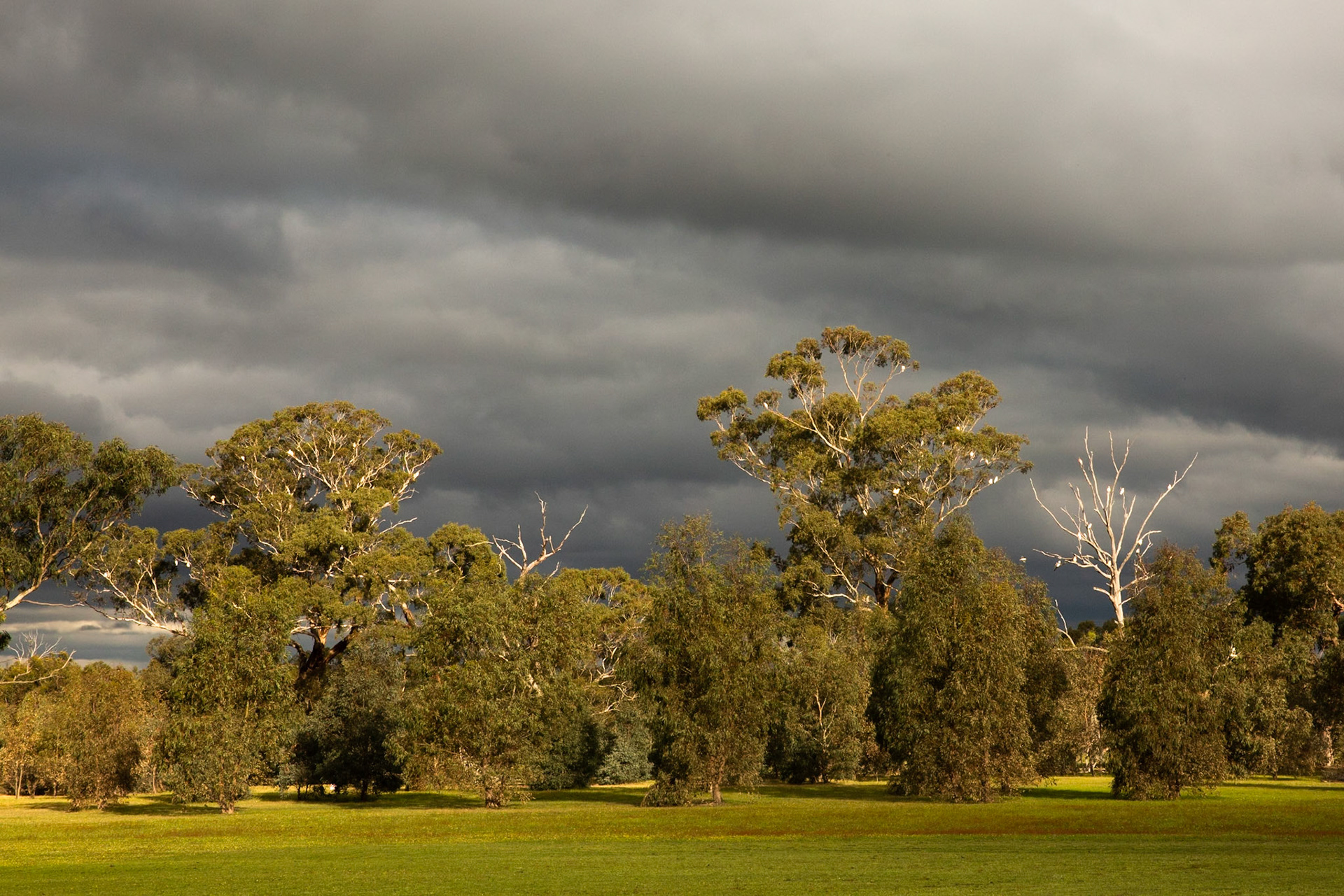 Long-billed Correlas, Eagle WIngs Rise, Hall's Gap, the Grampians