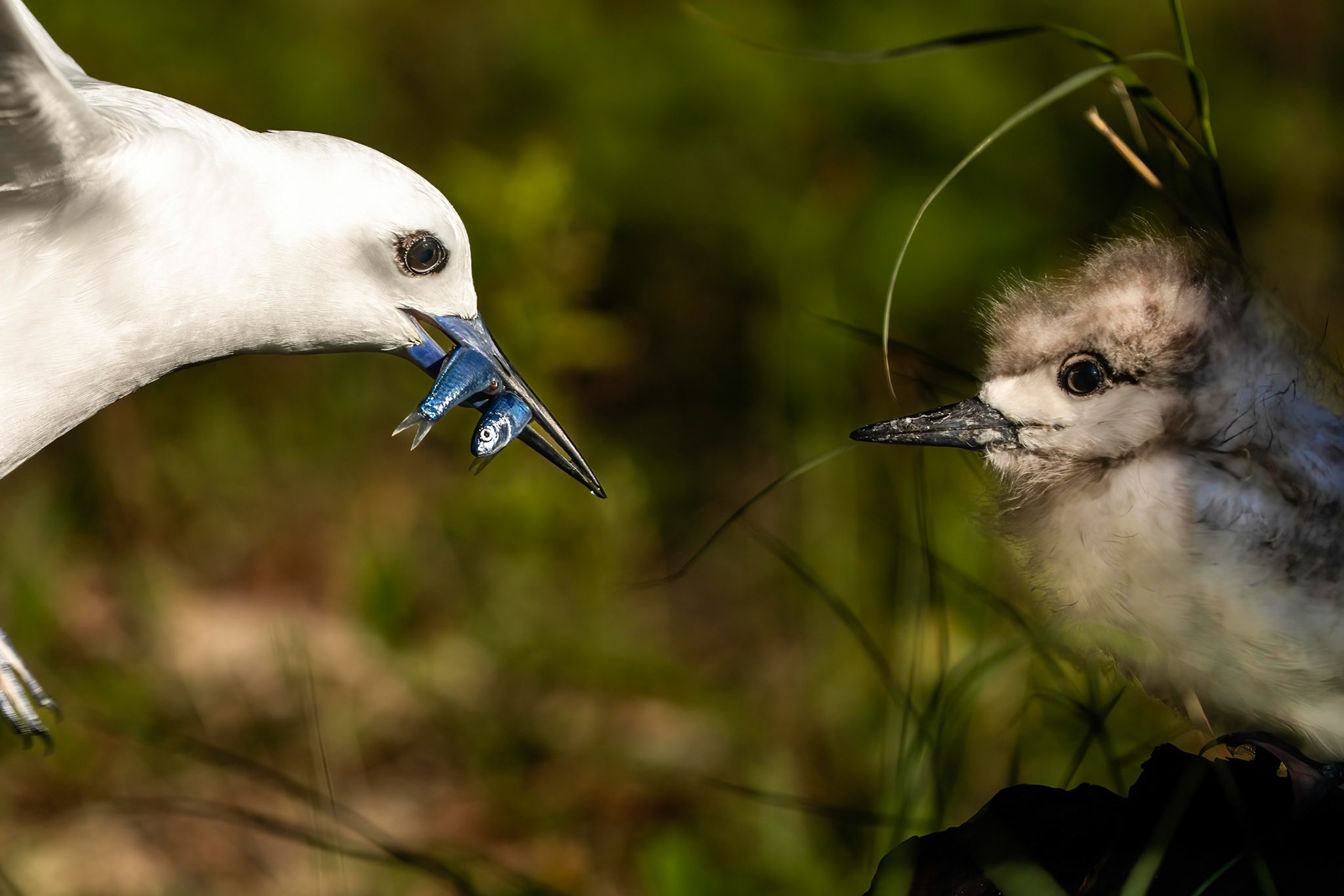 White tern, Lord Howe Island, New South Wales, Australia