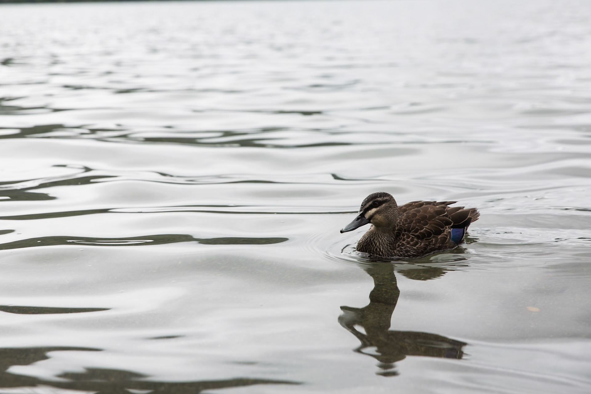 Grey duck, Rotopounamu lake, Tongariro, New Zealand