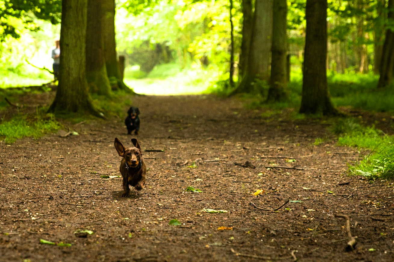 Ashridge Estate, National Trust Forest, Ringshall, England, United Kingdom
