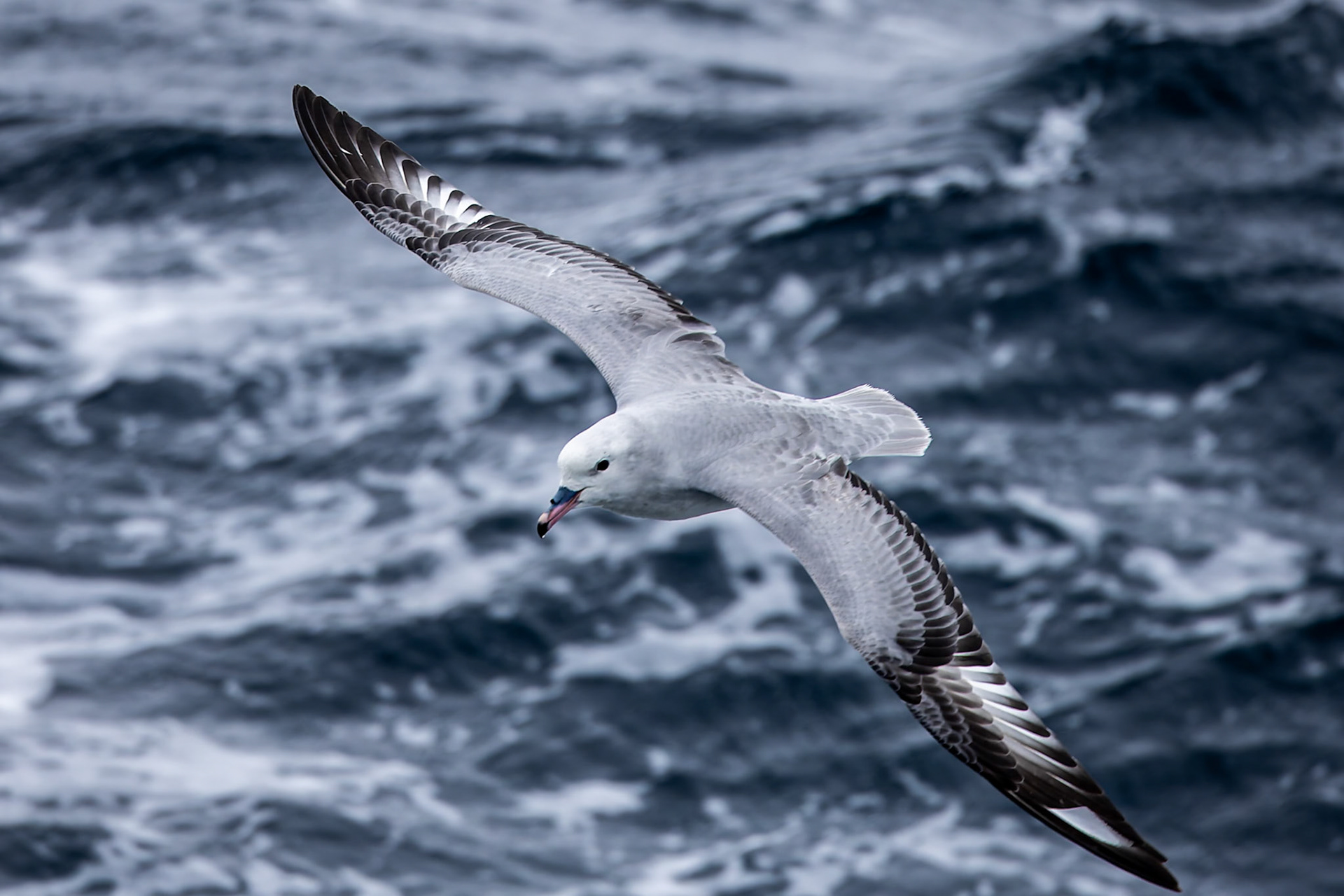 Southern fulmar, from the Falklands towards Antarctica