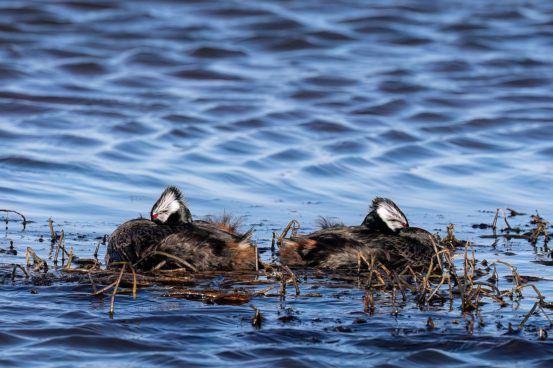 White-tufted grebe, The Settlement, Saunders Island, Falkland Islands