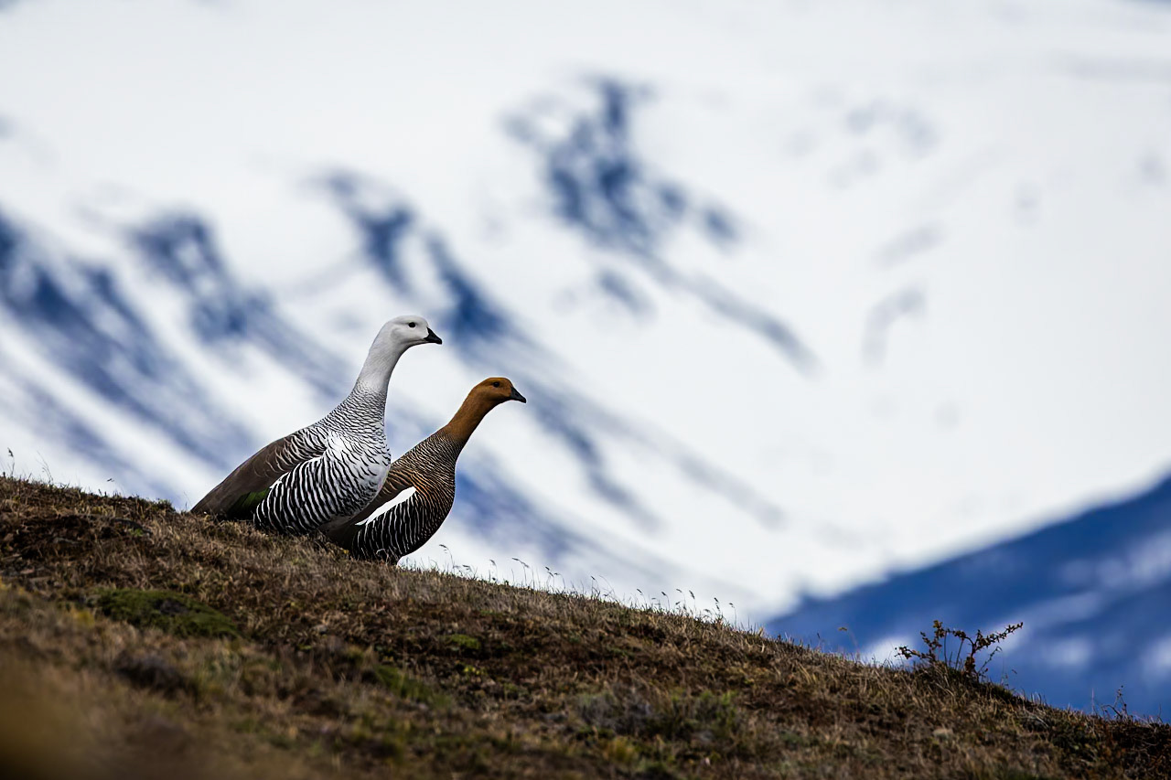Upland goose, Torres del Paine, Patagonia, Chilé
