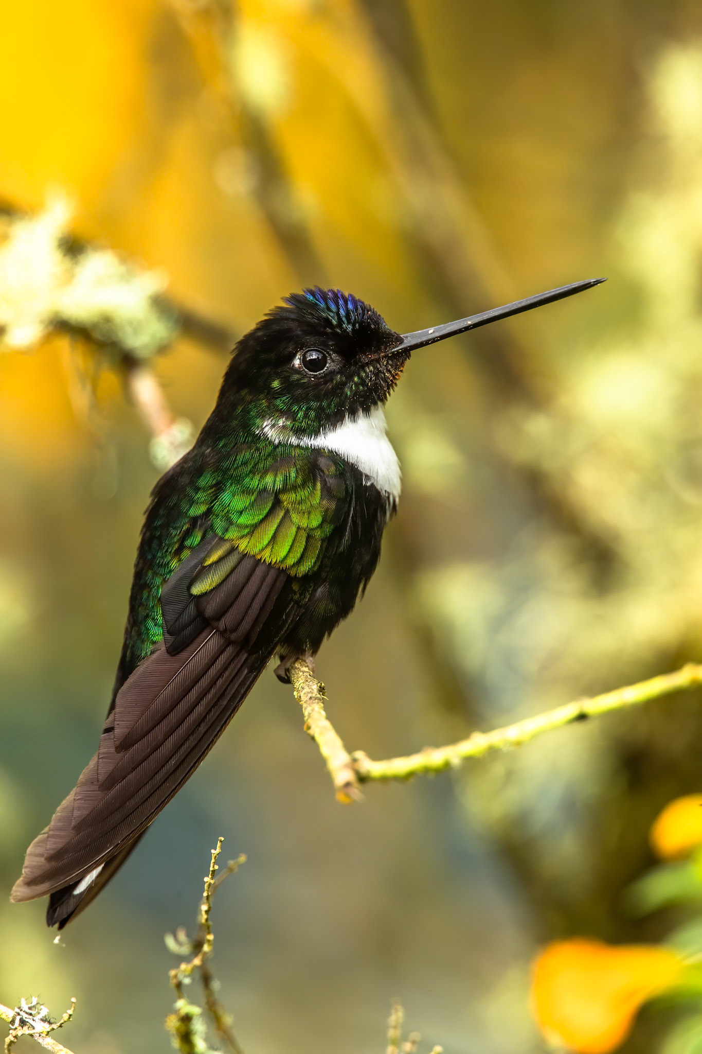 Collared Inca, Rio Blanco, Colombia