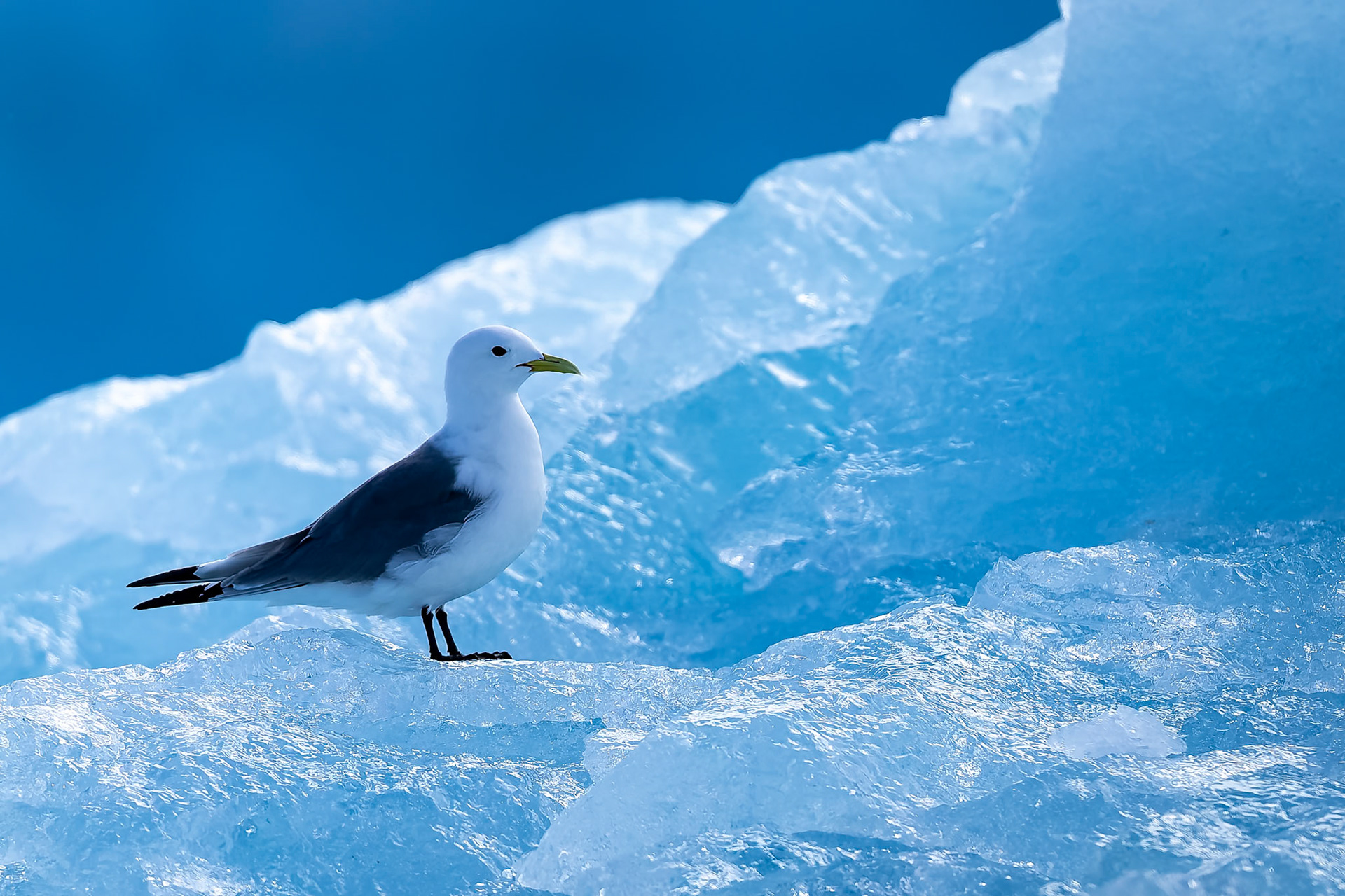 Kittiwake, Monacobreen, Svalbard, Norway