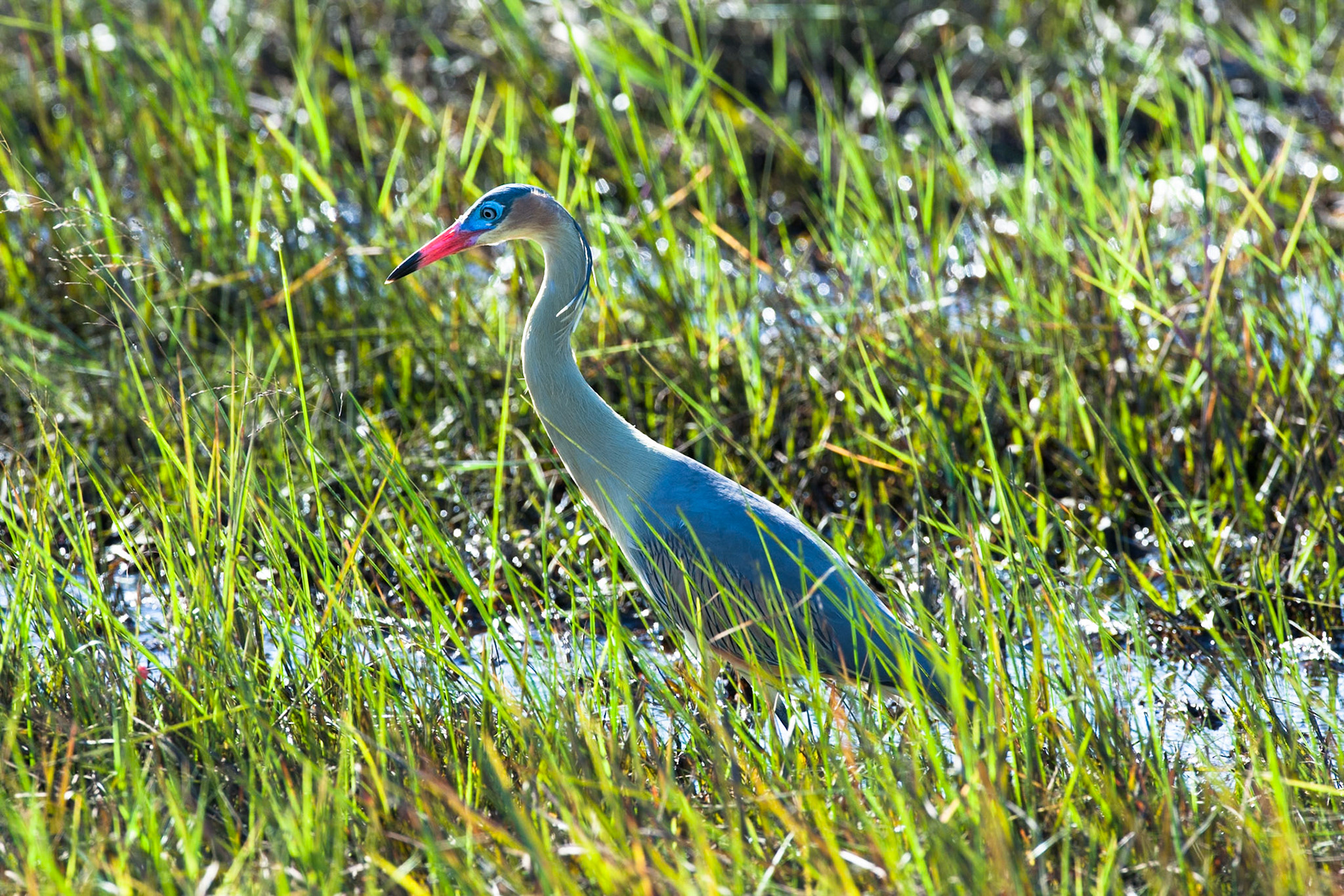 Puerto Valle Esteros, Ibera wetlands, Corrientes, Argentina