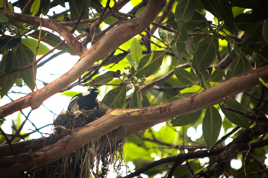 Magpie-lark, Stradbroke Island, Queensland