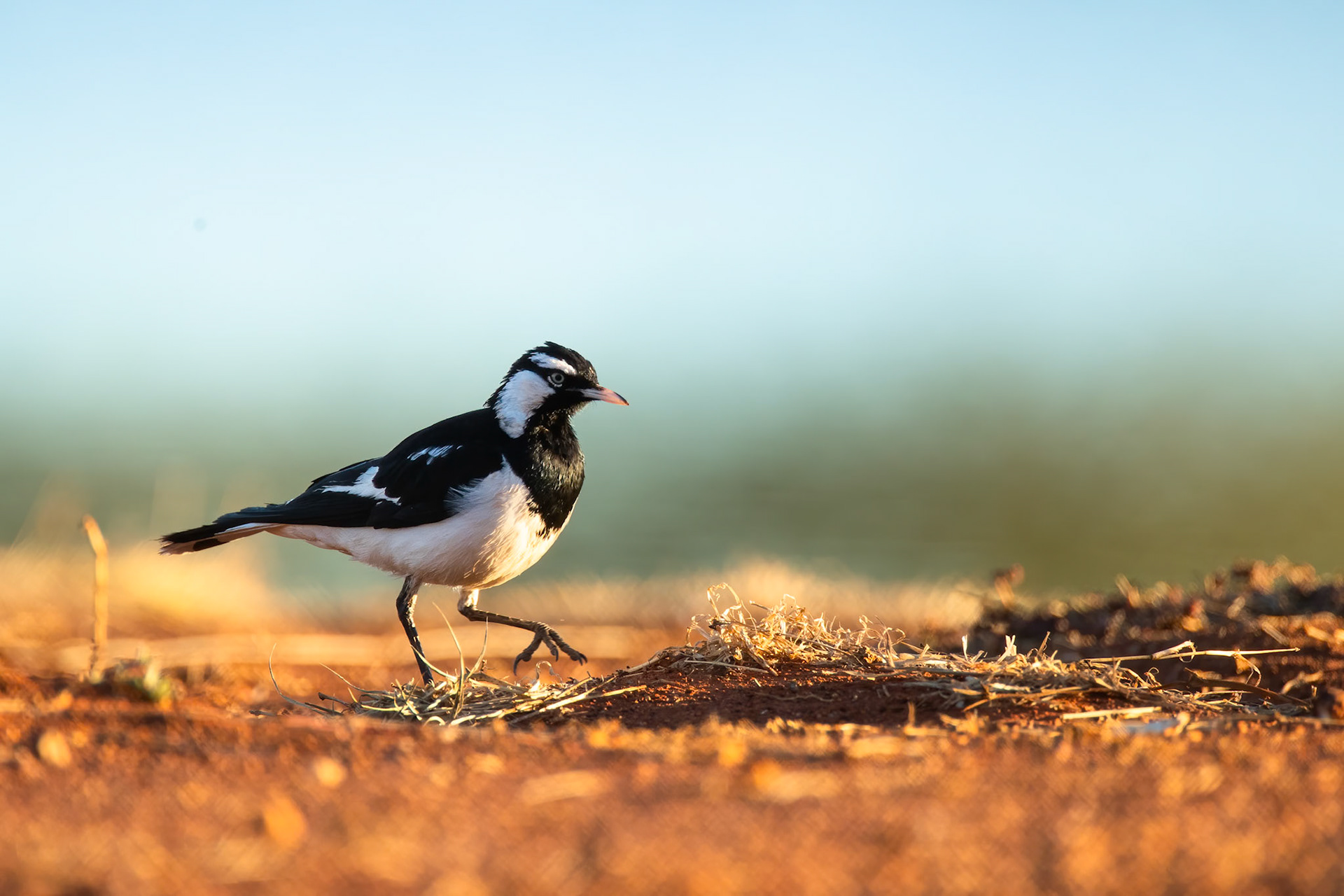 Magpie-lark, Tenant Creek, Northern Territory, Australia