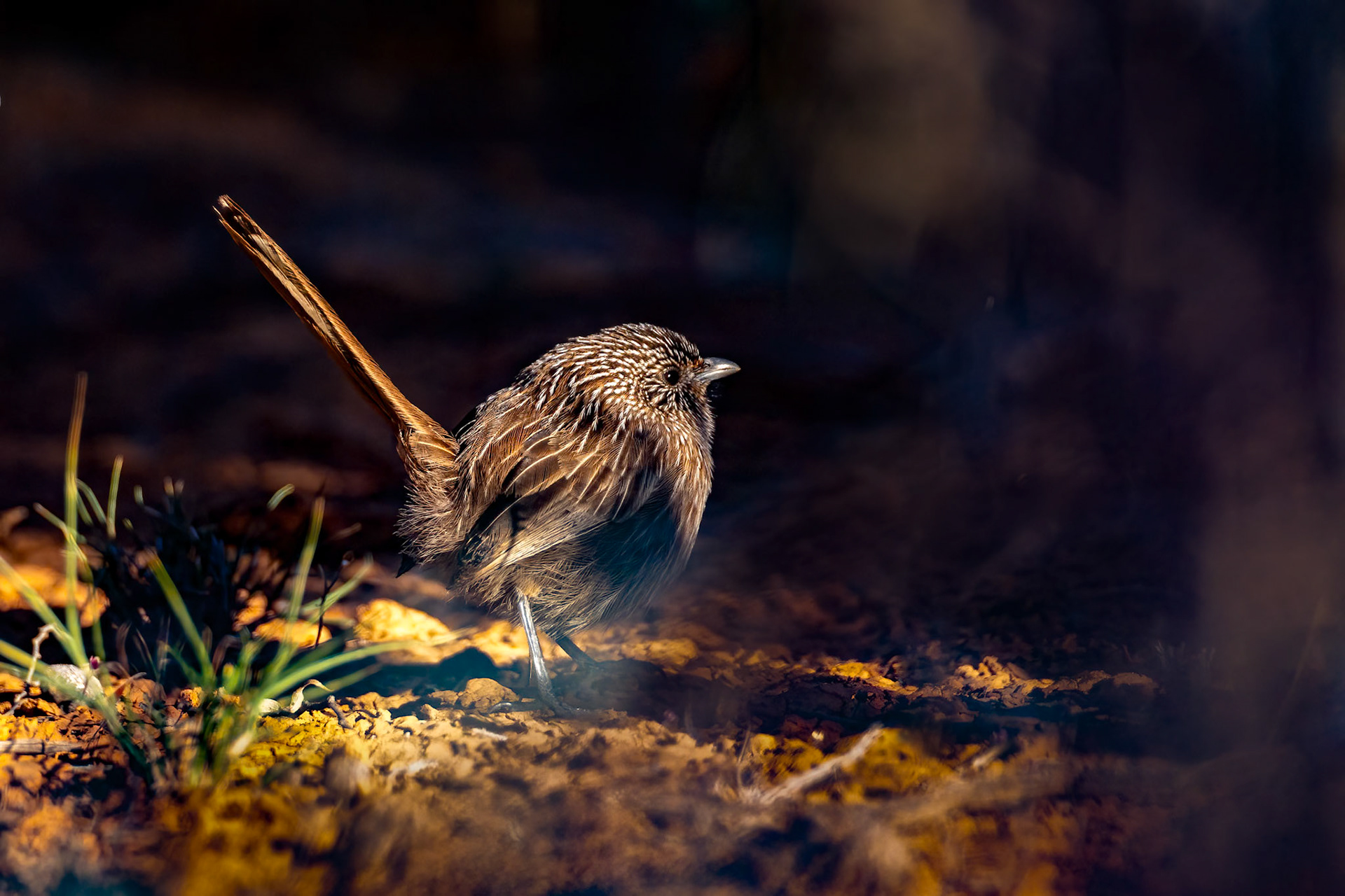 Western grasswren, Port Augusta, South Australia