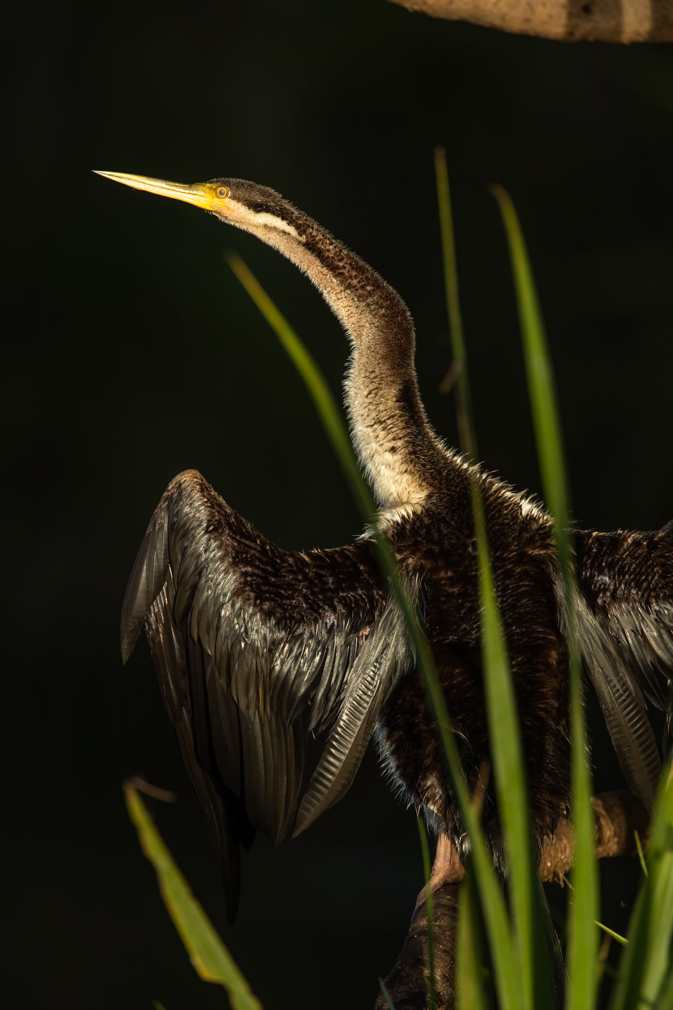 Australasian darter, Corroboree billabong, Corroboree, Northern Territory, Australia