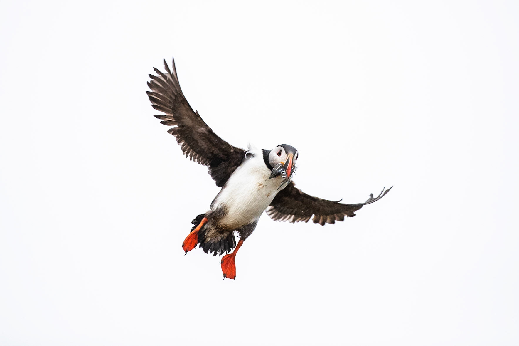 Atlantic puffin, Grímsey Island, Iceland