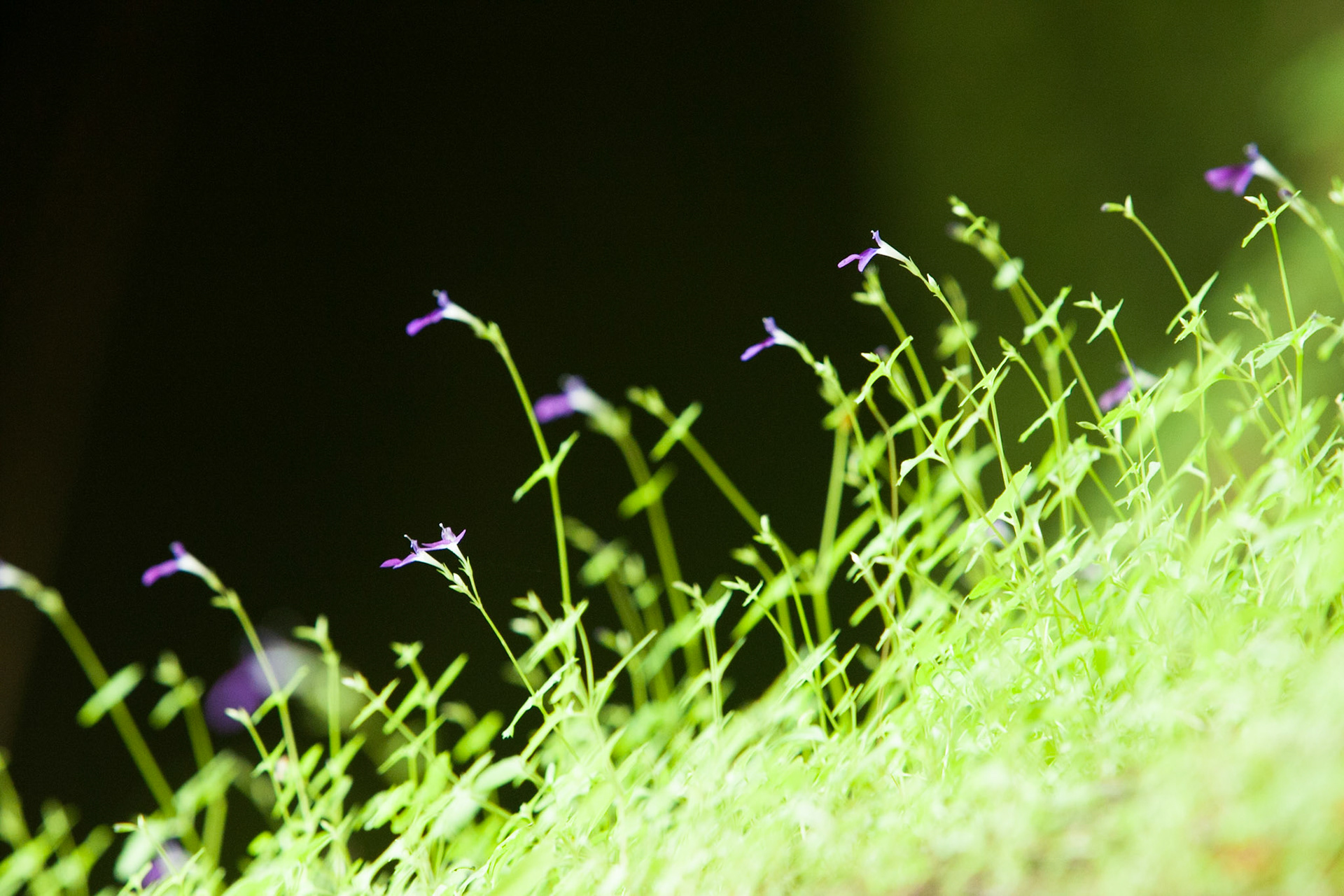 Close-up of wild-flowers, Mount Borradale, Arnhemland, Northern Territory