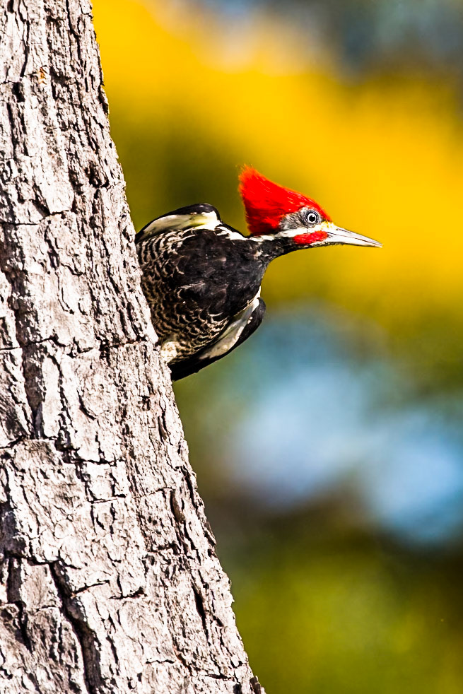 Lineated woodpecker, Pousada Piuval, Pantanal, Brazil