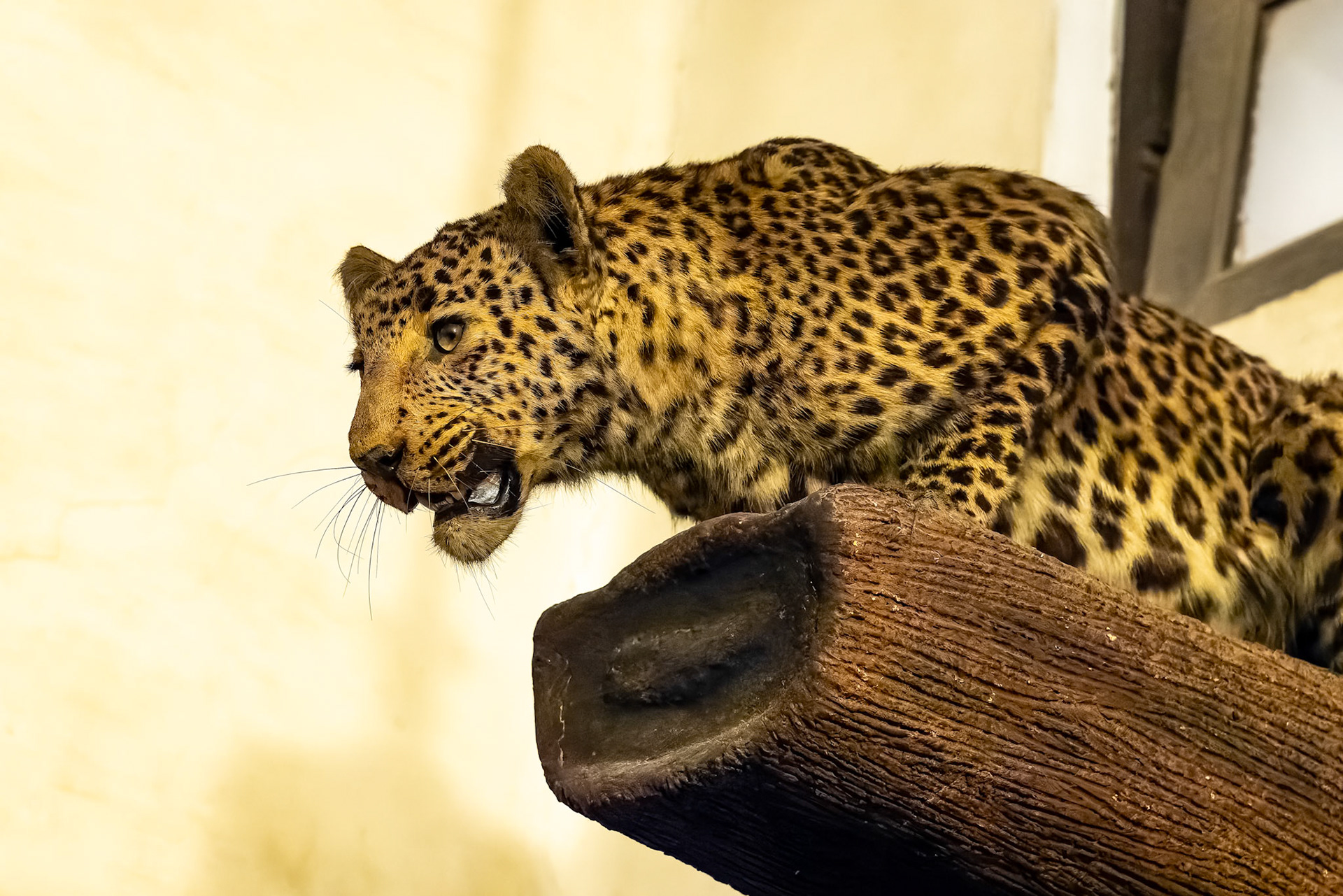 Fort Unchagaon, India