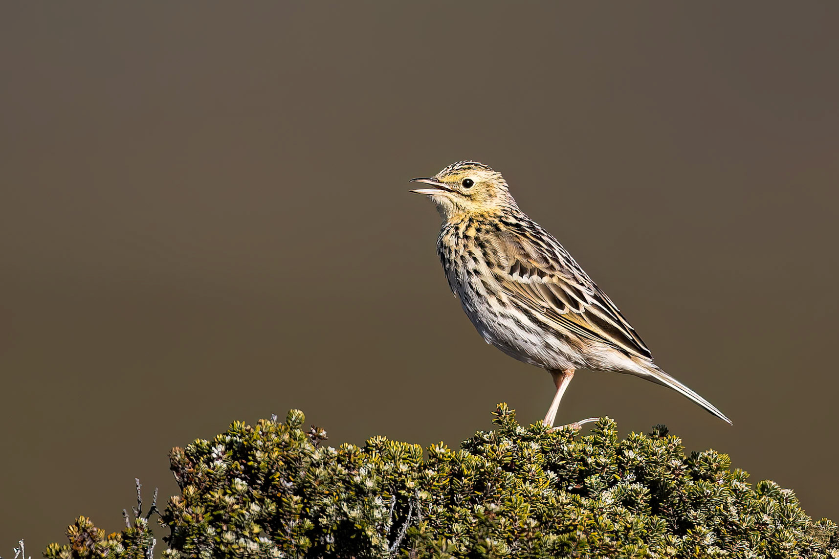 Correndera pipit, The Settlement, Saunders Island, Falkland Islands