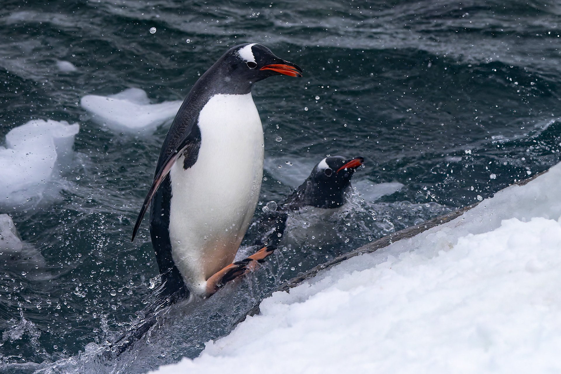 Gentoo penguin, Danko Island, Antarctica