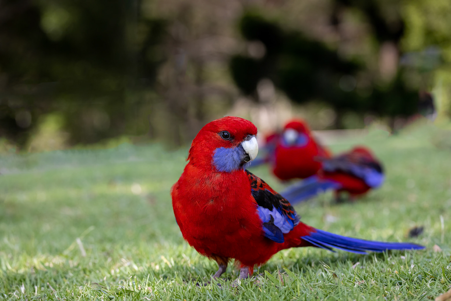 Crimson rosella, O'Reilly's Rainforest Retreat, Lamington National Park, Queensland, Australia