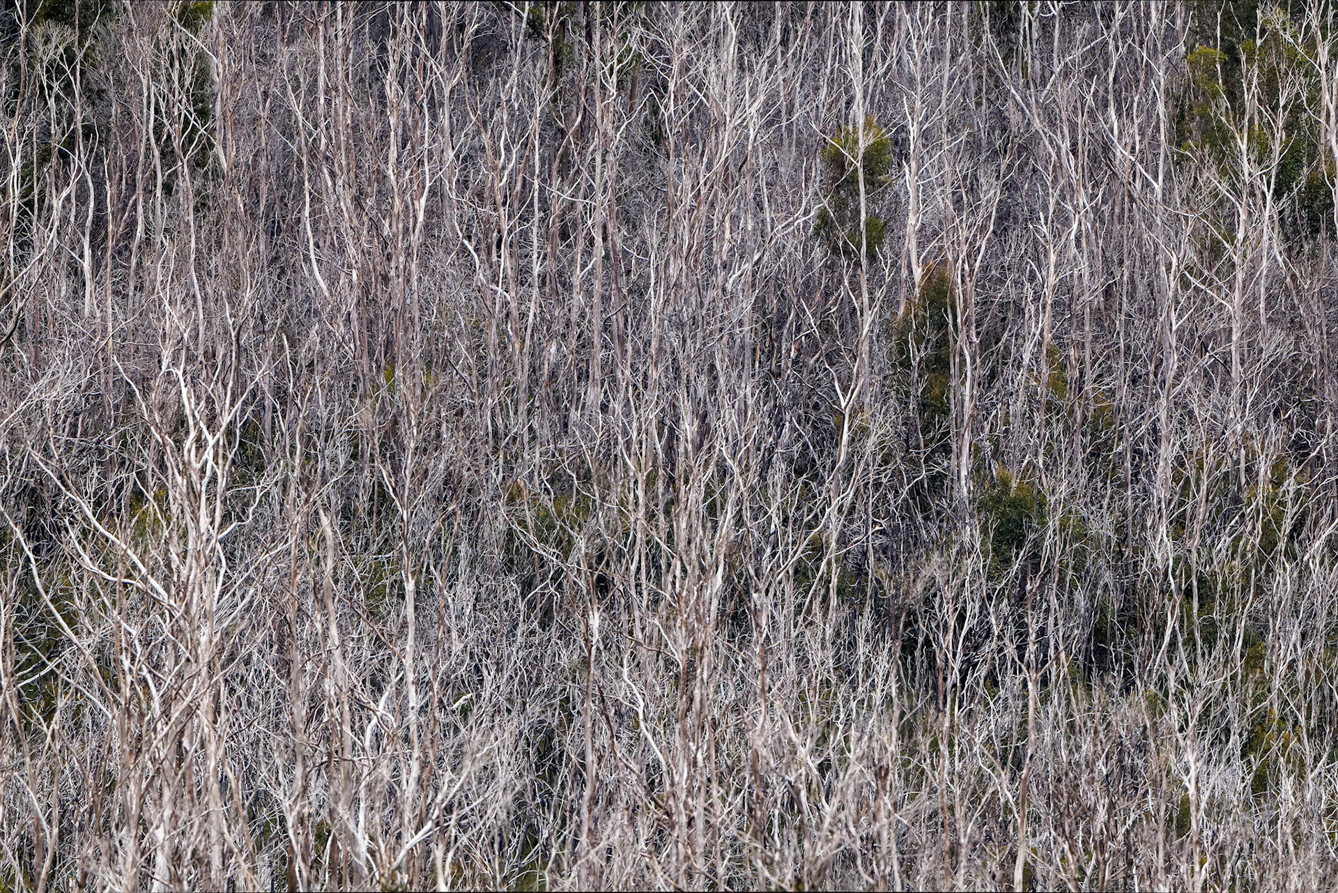 Landscape, Mount Field, Tasmania, Australia