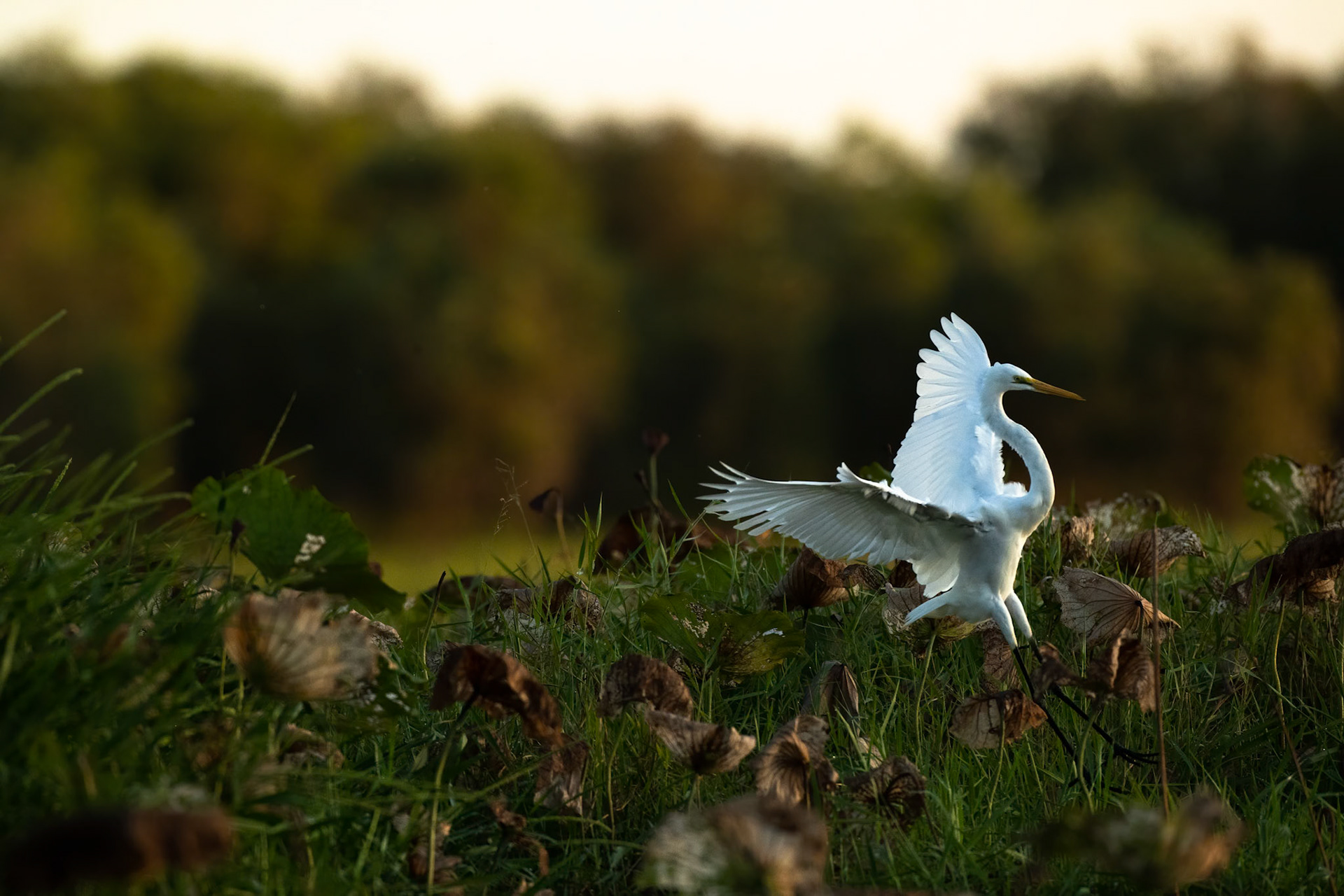 Great egret, Corroboree billabong, Corroboree, Northern Territory, Australia