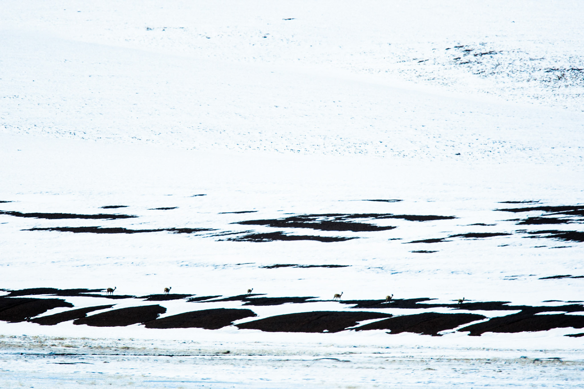 Vicuna, Altipano wetlands, Atacama, Chile