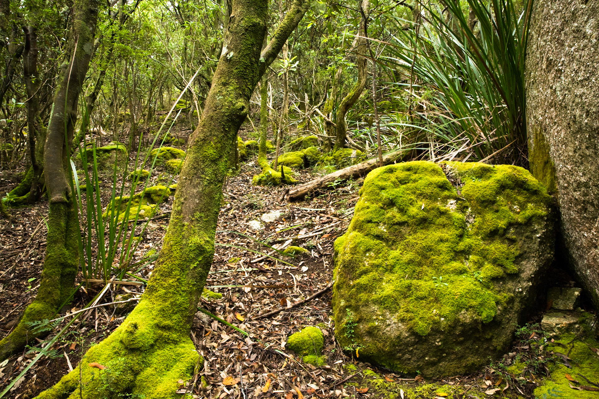 Telegraph Saddle carpark via Windy Saddle and Ferny Glade to Sealers Cove / beach (lunch and return.