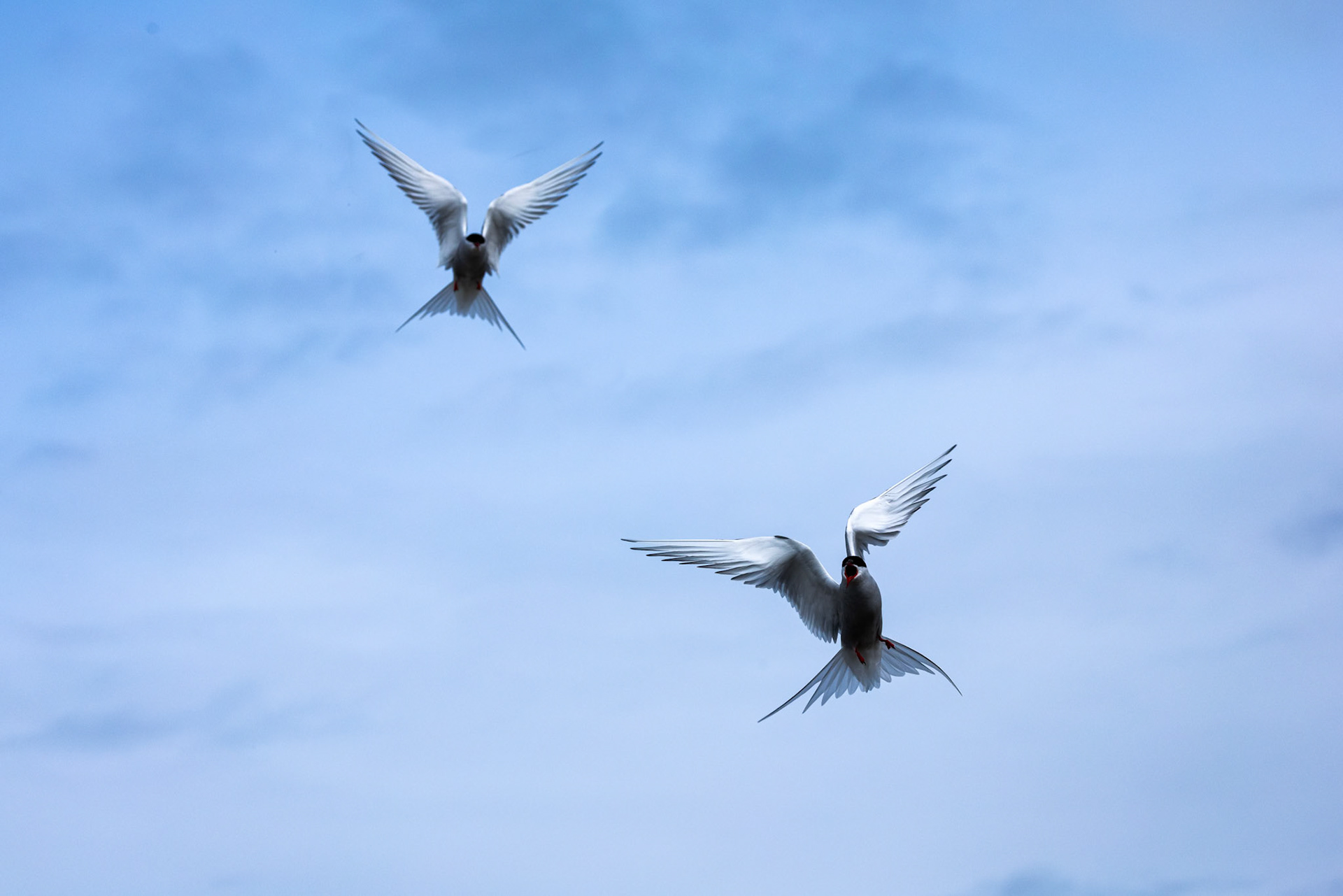 Arctic tern, Hamiptonbukka, Svalbard, Norway