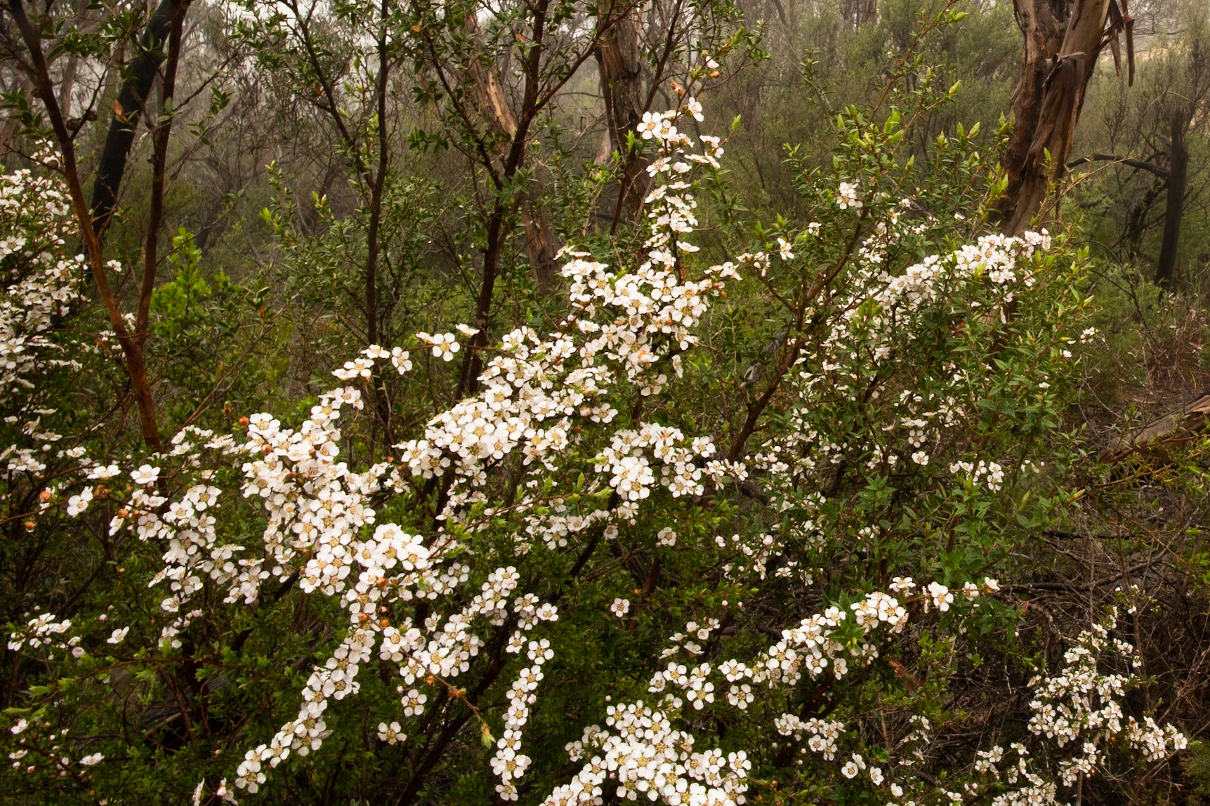 Reed's lookout and the Balconies , Hall's Gap,  The Grampians, Victoria
