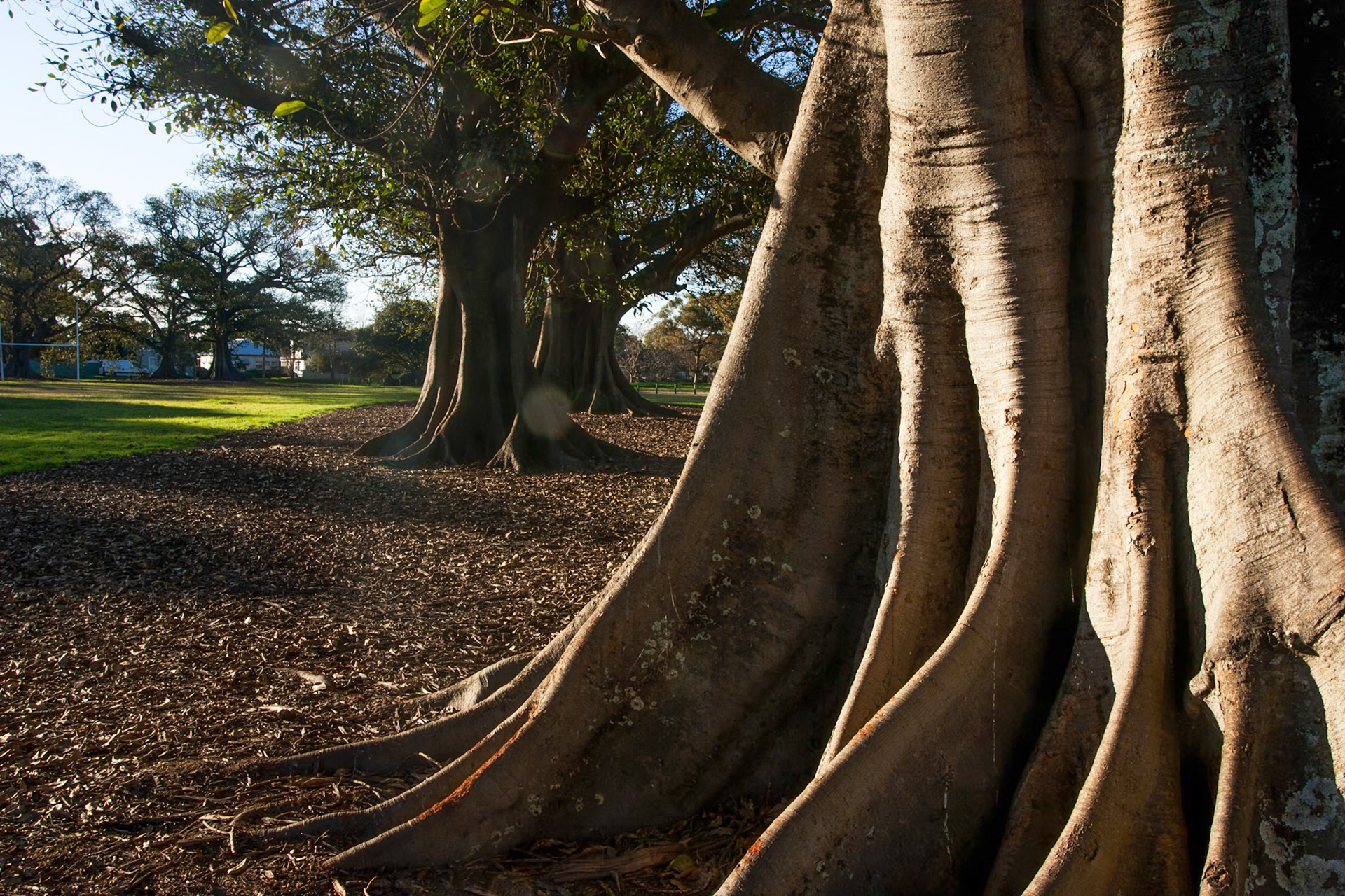 Moreton Bay figs near the Newcastle showgrounds off Cowper street