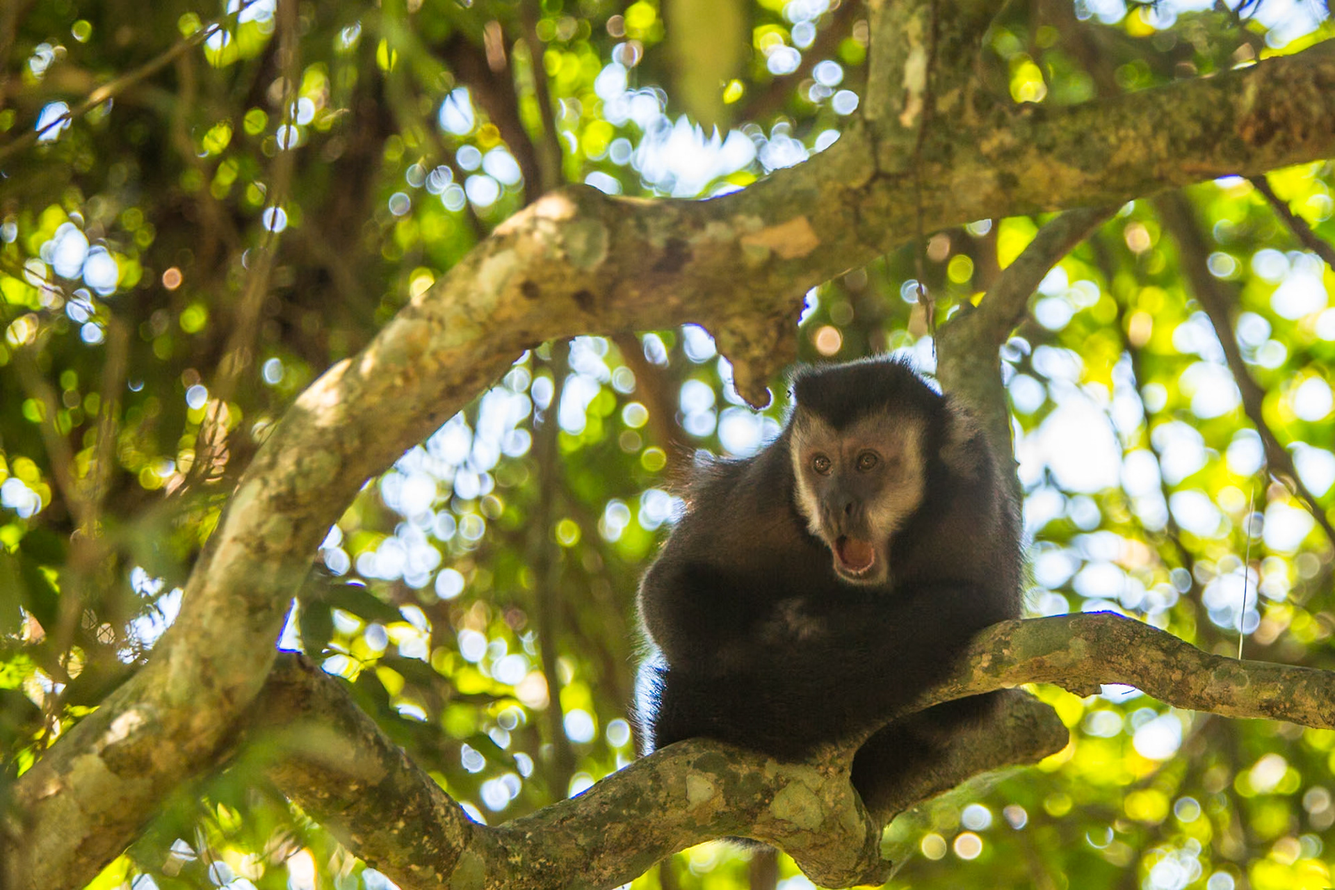 Capuchin monkey, Iguassu Falls, Brazil and Argentina