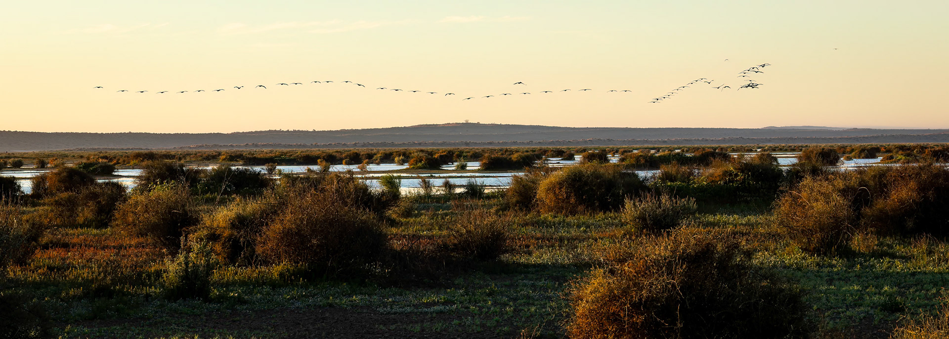Australian pelican landscape, Birdsville, Queensland, Australia