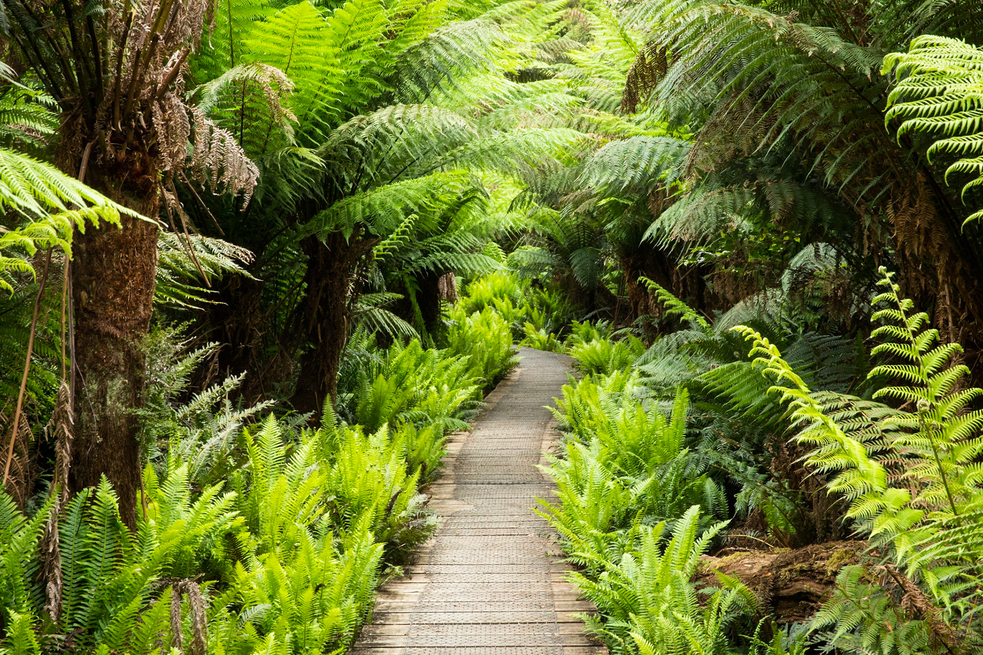 Telegraph Saddle carpark via Windy Saddle and Ferny Glade to Sealers Cove / beach (lunch and return.