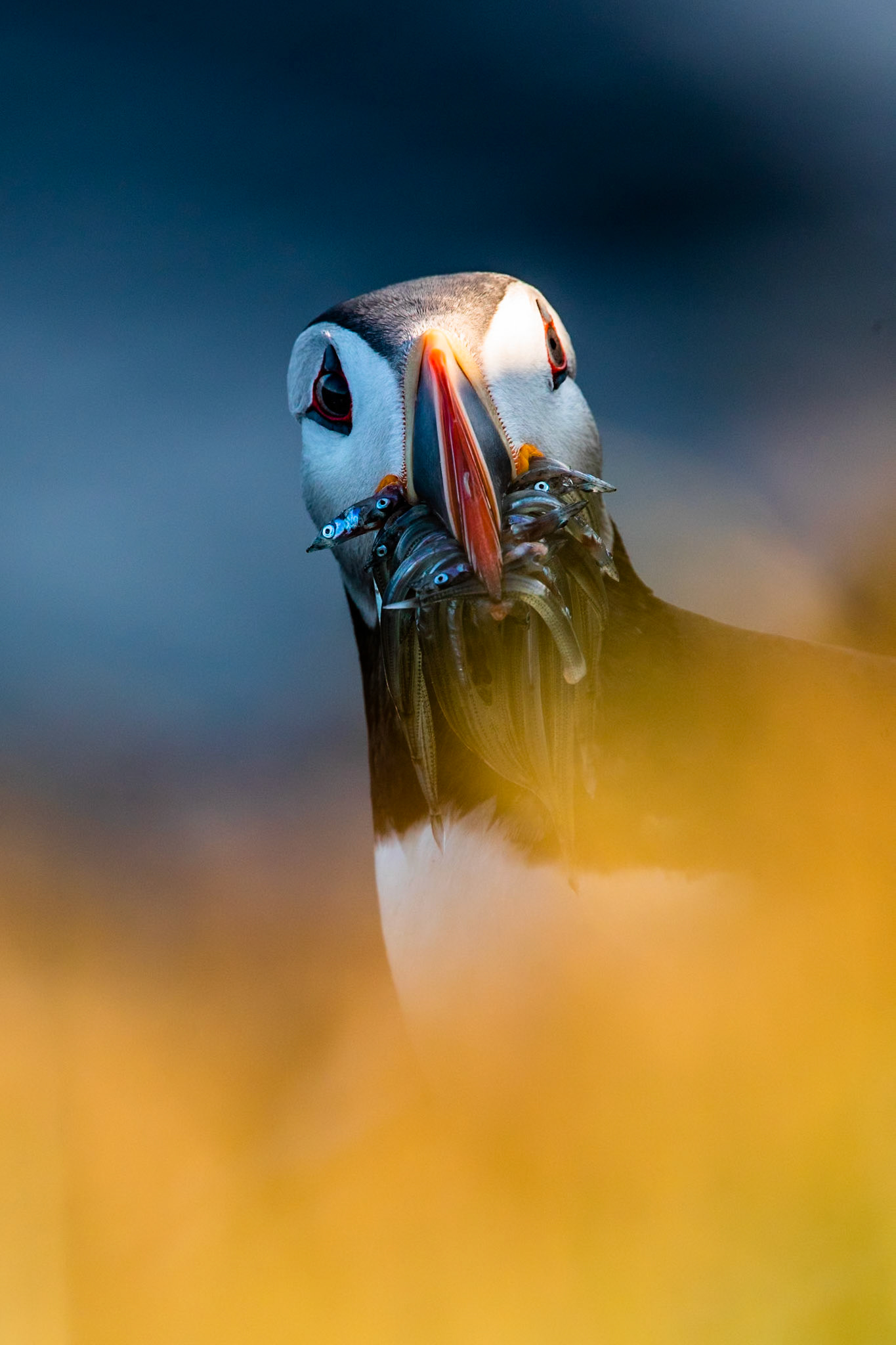 Atlantic puffin, Grímsey Island, Iceland
