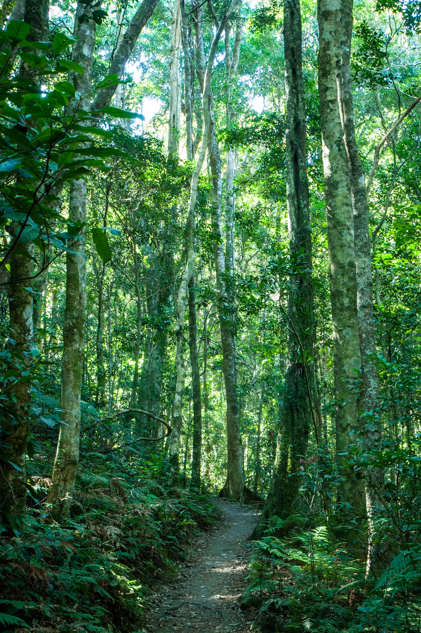 Lamington National Park, Queensland