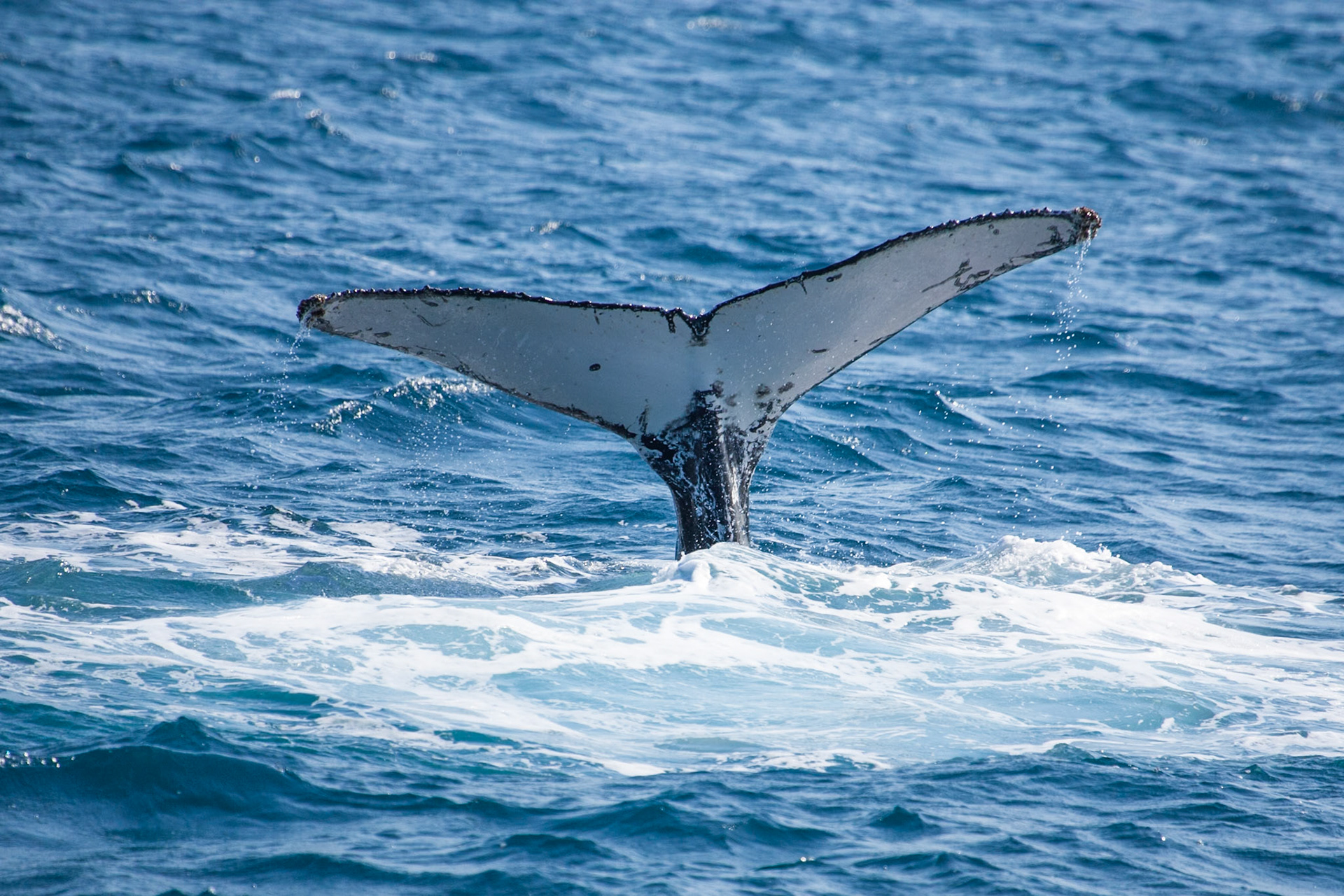Humpback whale tail extension, Hervey Bay near Fraser Island, Queensland