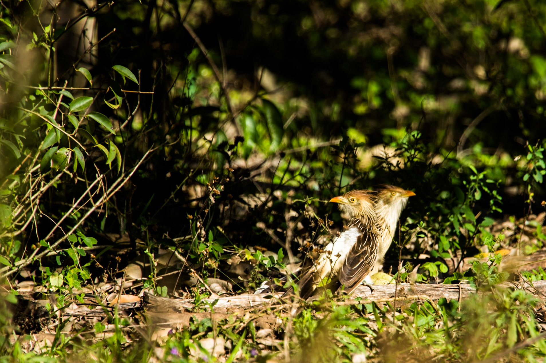 Guira cuckoo, Puerto Valle Esteros, Ibera wetlands, Corrientes, Argentina