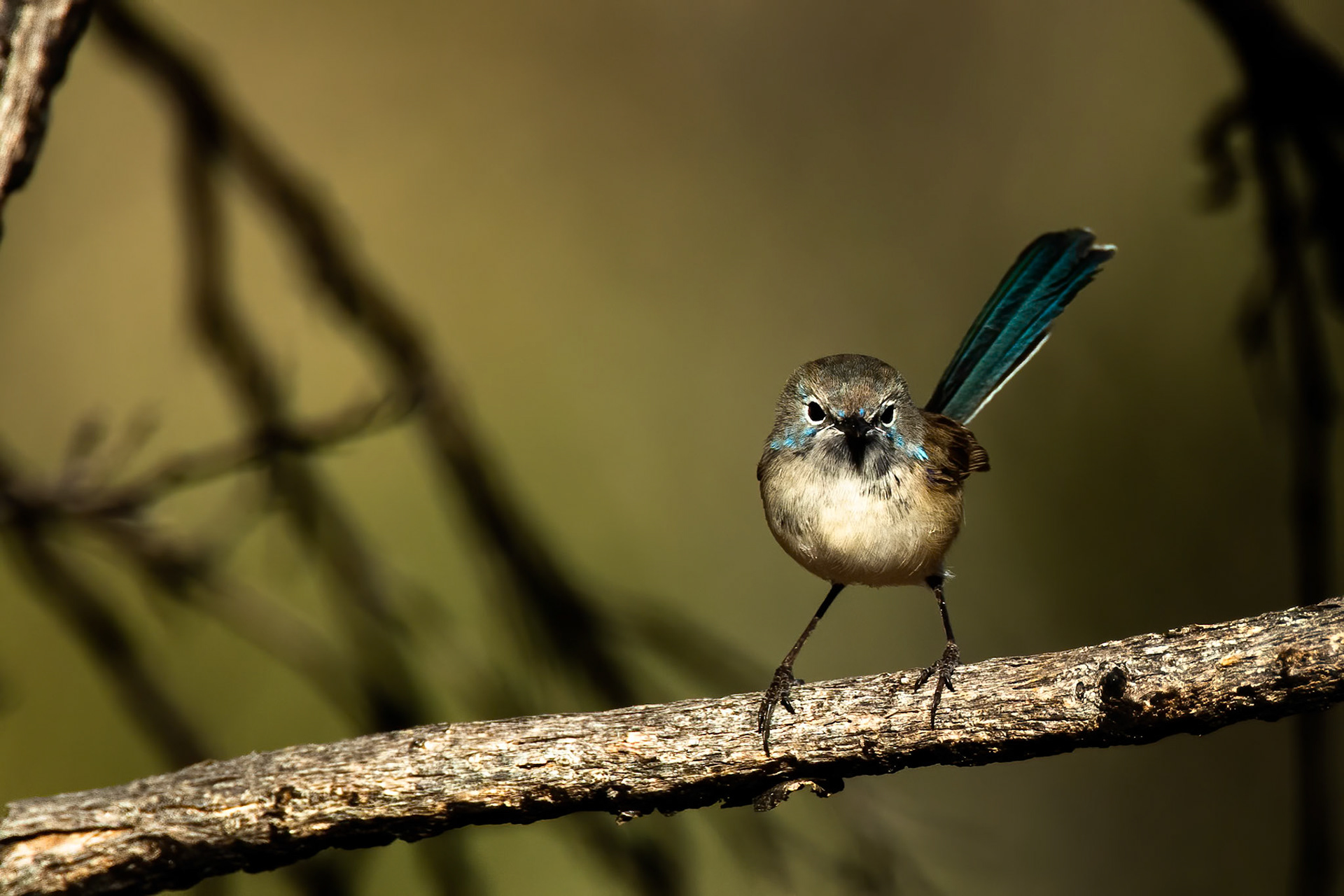 Purple-backed fairywren, Mount Isa, Queensland, Australia