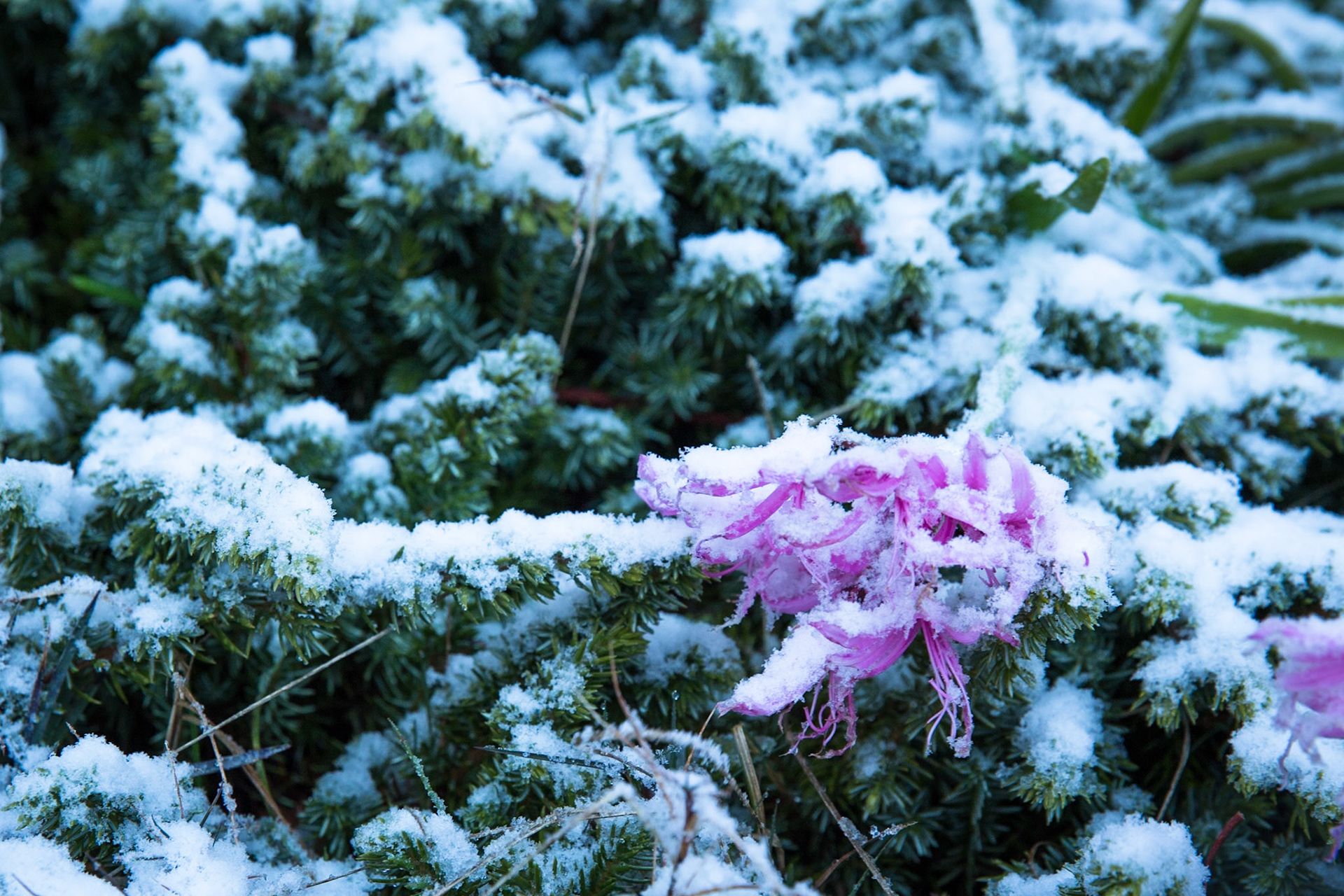 Glenella, Blackheath, Blue Mountains