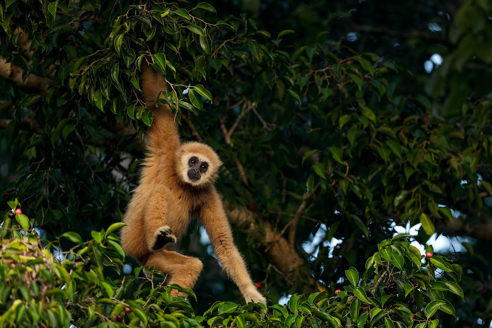 Lar Gibbon, Khaeng Krackan National Park, Thailand