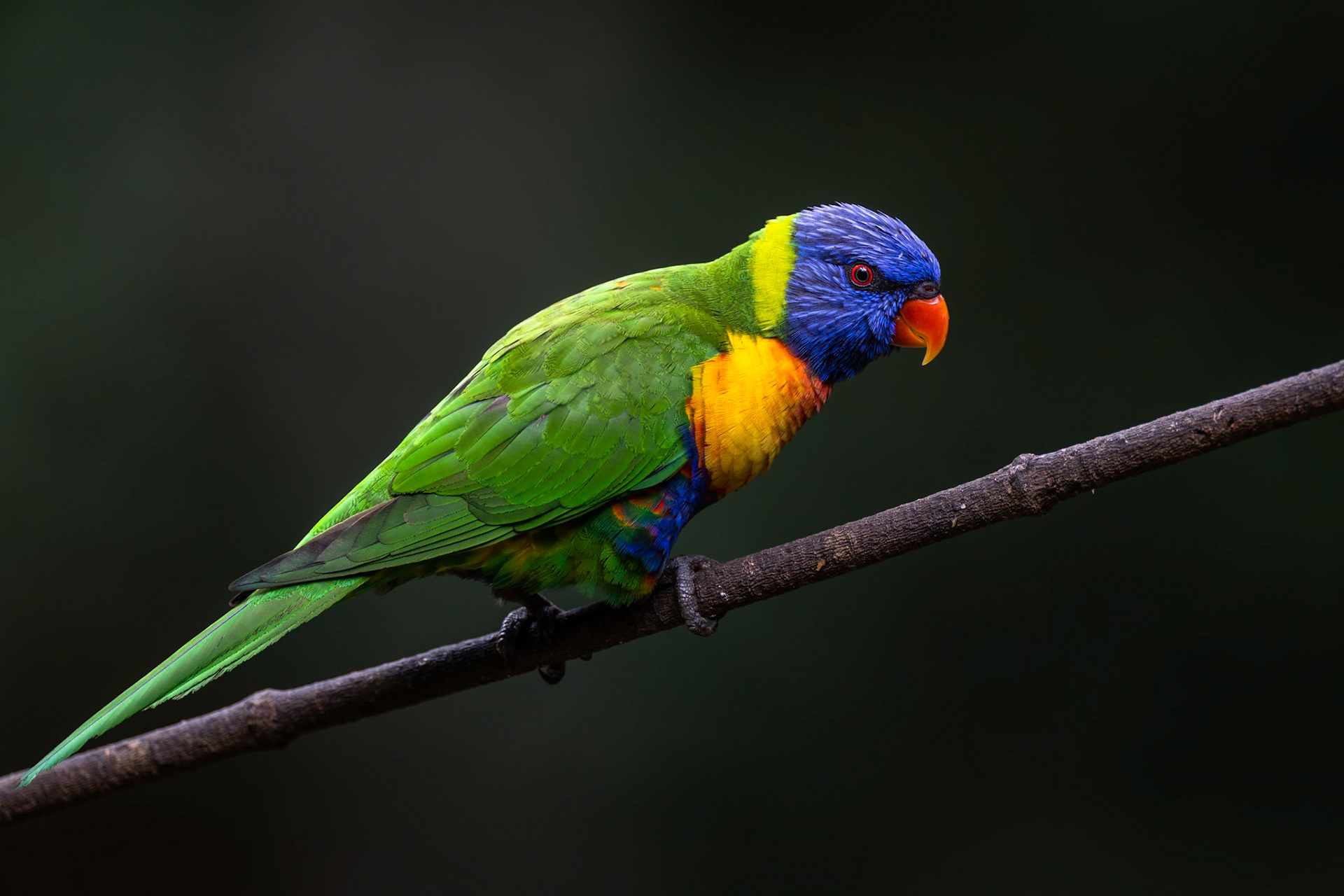 Rainbow lorikeet, Lake Eacham, Atherton Tablelands, Queensland
