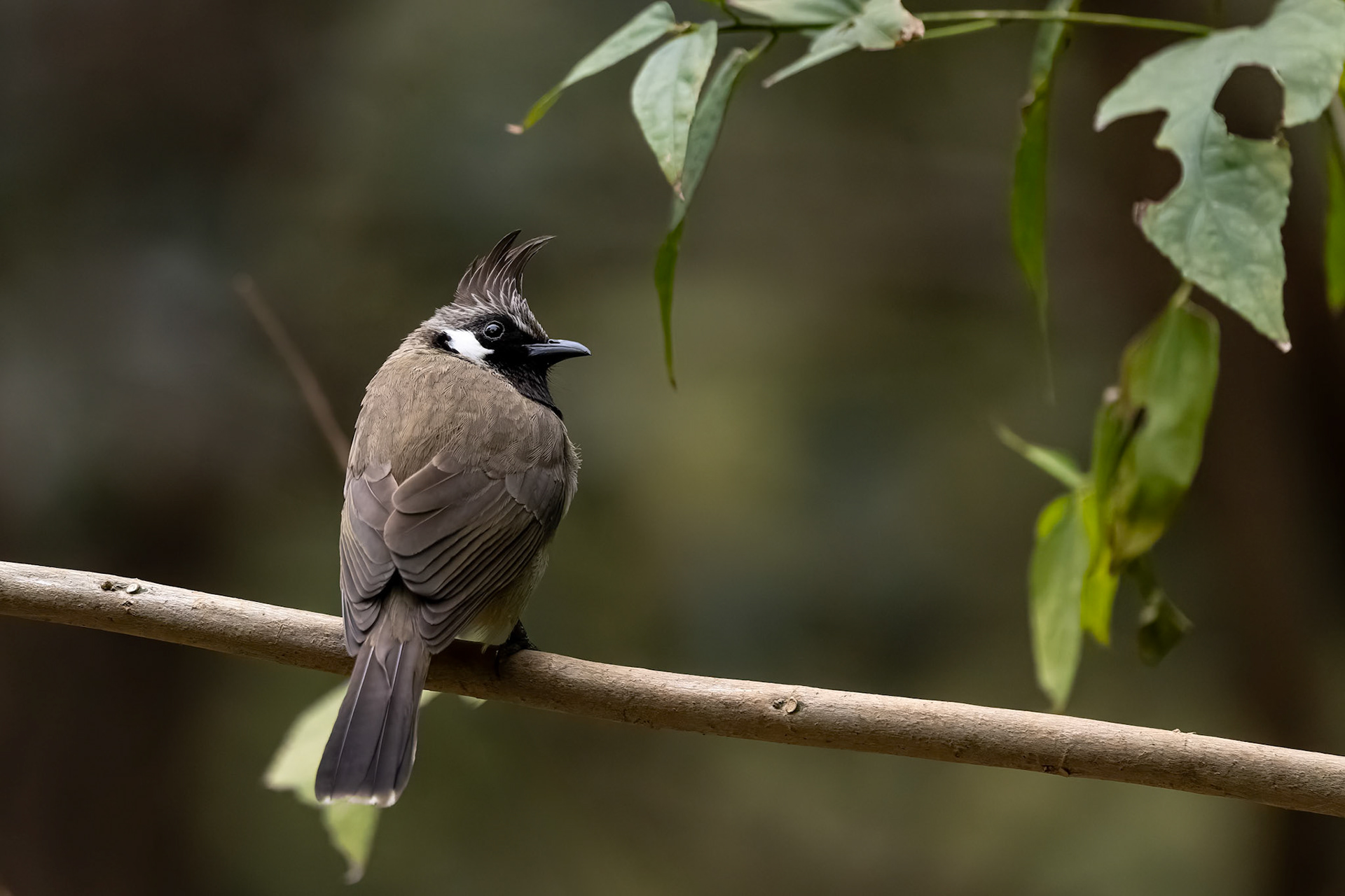 Himalayan bulbul, Bird's Den, Corbett Tiger Reserve, India
