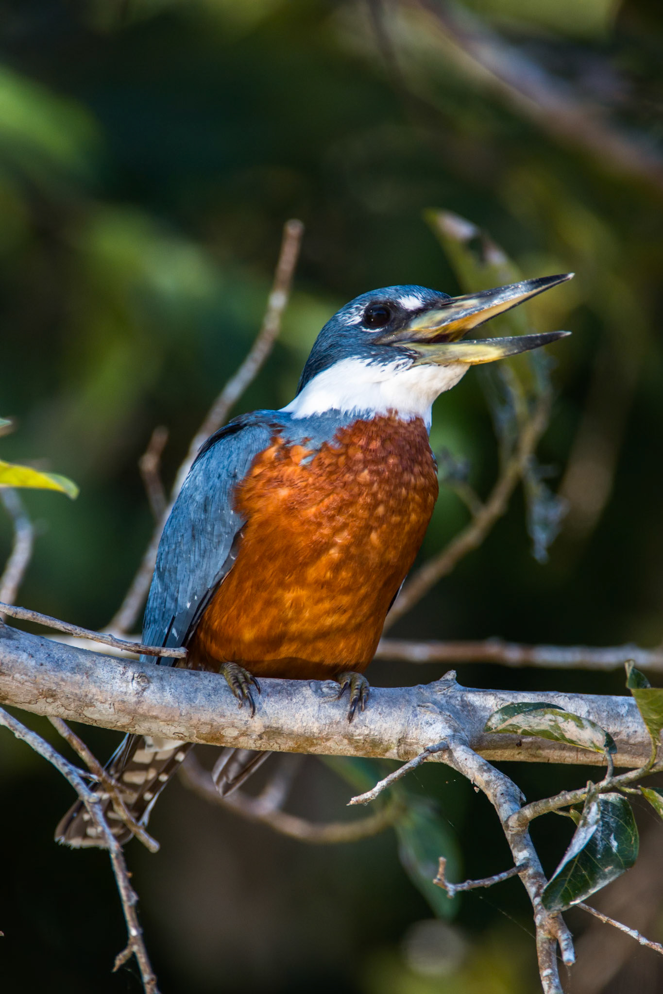 Ringed kingfisher, Porto Jofre, Pantanal, Brazil
