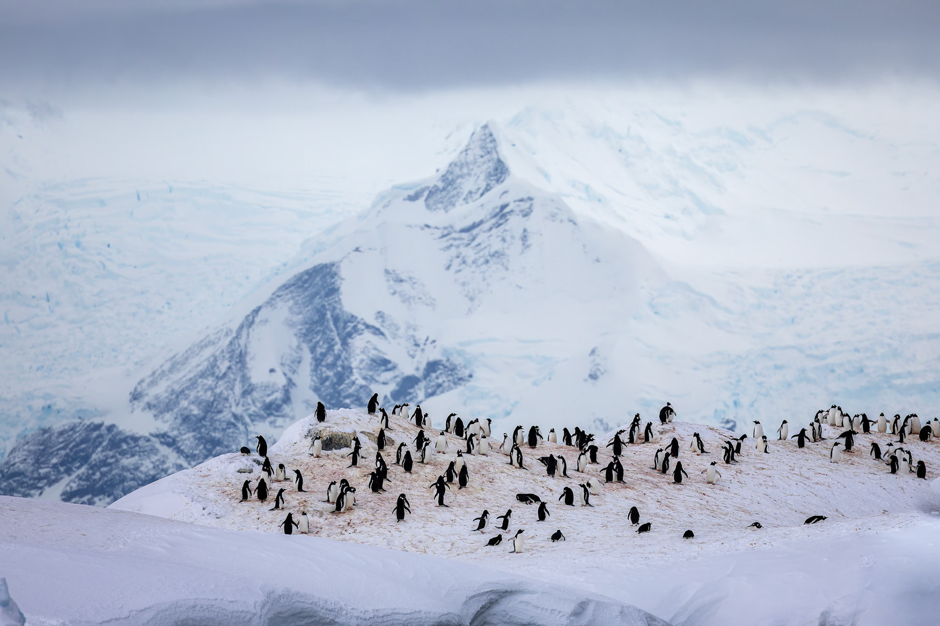 Gentoo penguin and landscape, Useful Island, Antarctica