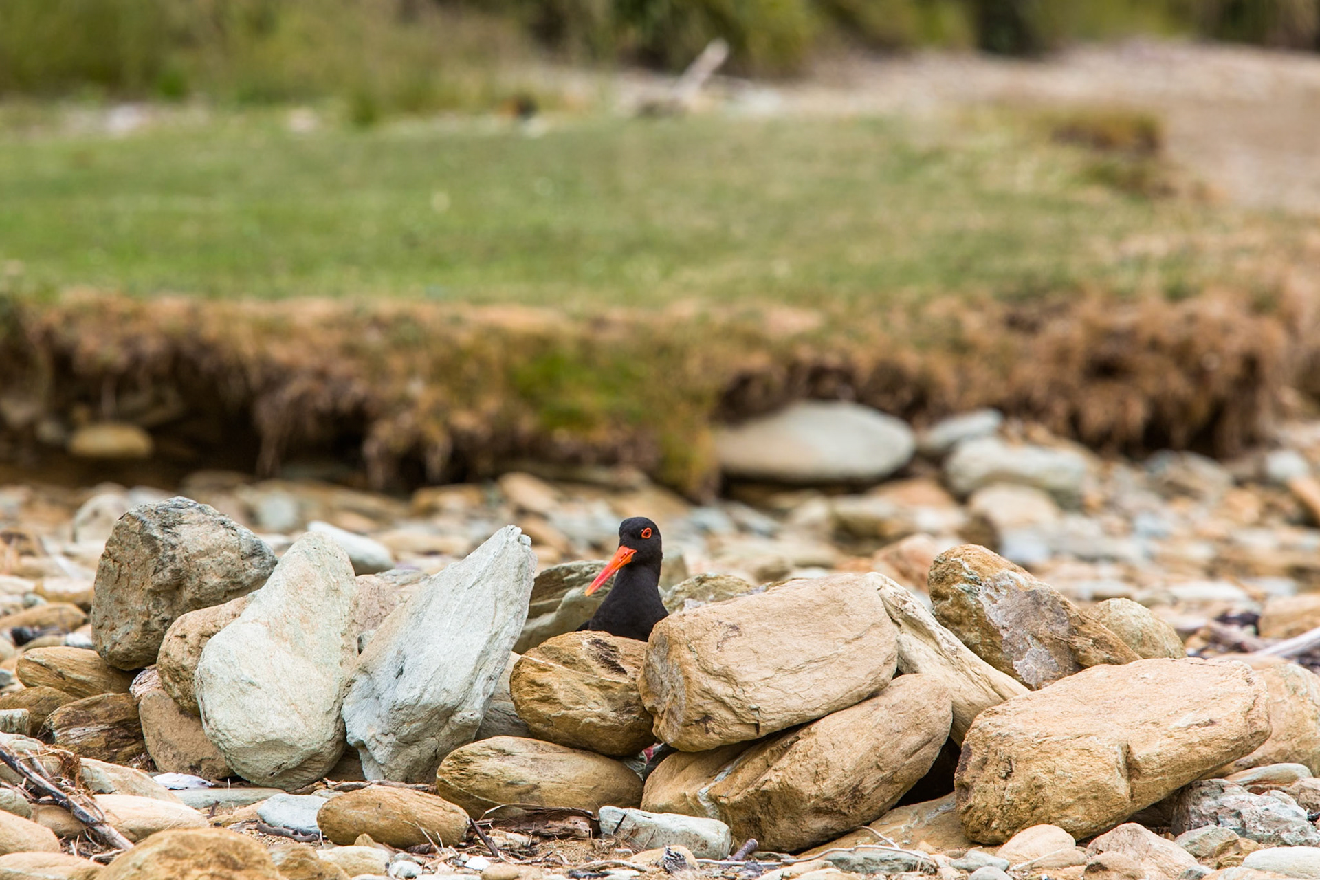 Variable oystercatcher, Marlborough Sound, New Zealand