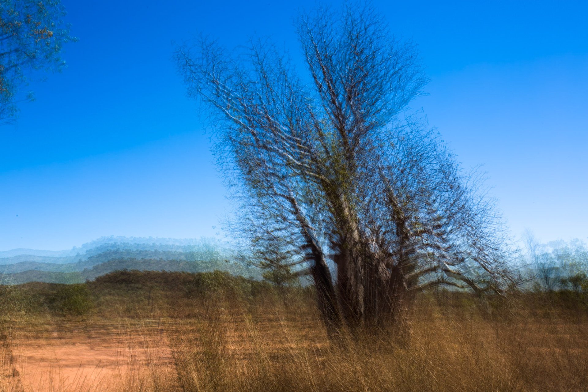 Baob, El Questro Wilderness Park, The Kimberly, Western Australia