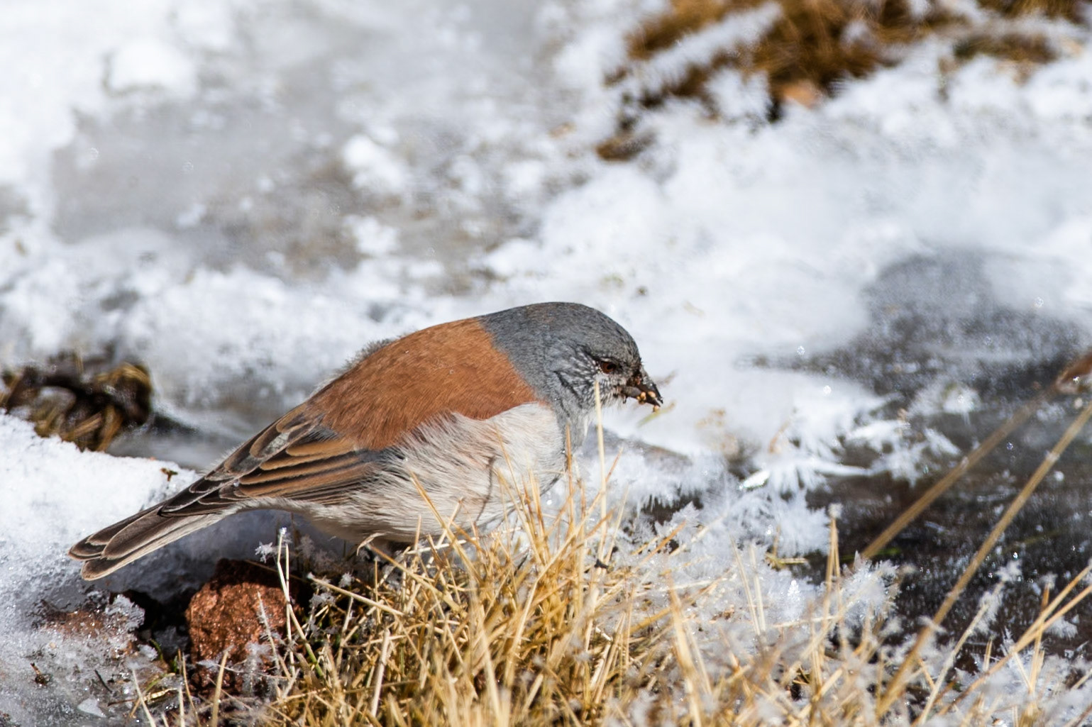 Red-backed sierra-finch, Altiplano wetlands, Atacama, Chile