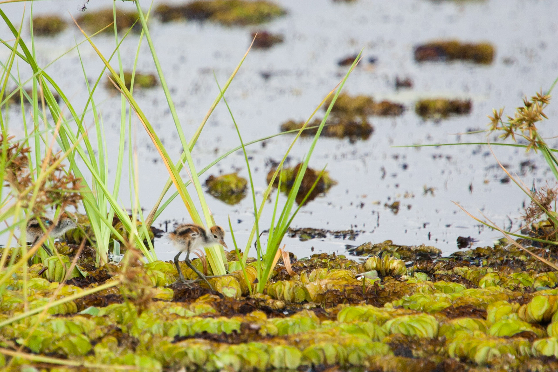 Comb-crested Jacana, chick, Cooinda, Kakadu, Northern Territory