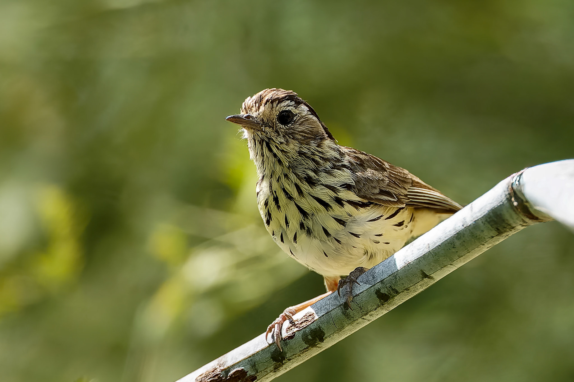 Speckled warbler, Capertee Valley, NSW, Australia
