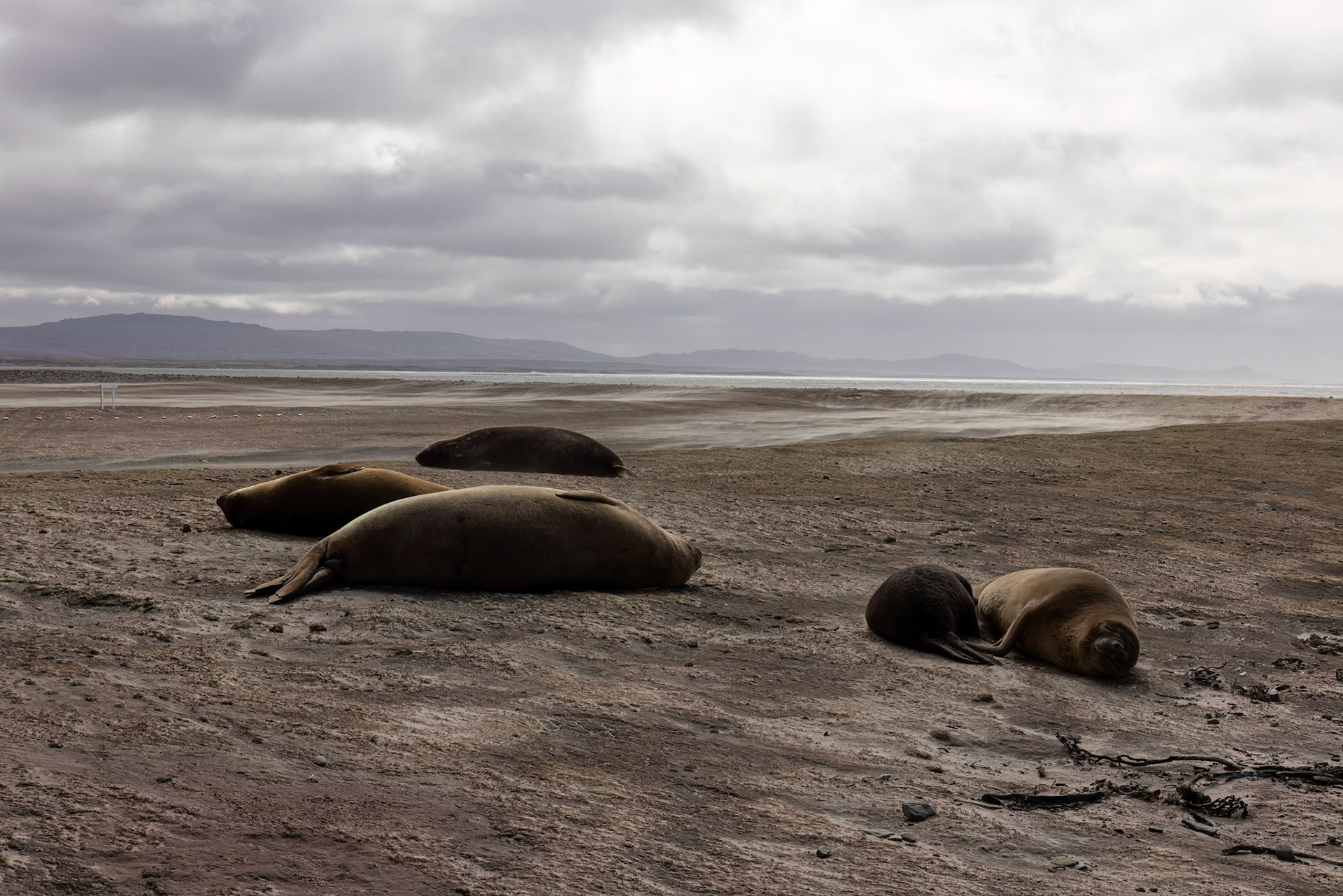 Southern elephant seal, Whale Point, Stanley, Falkland Islands