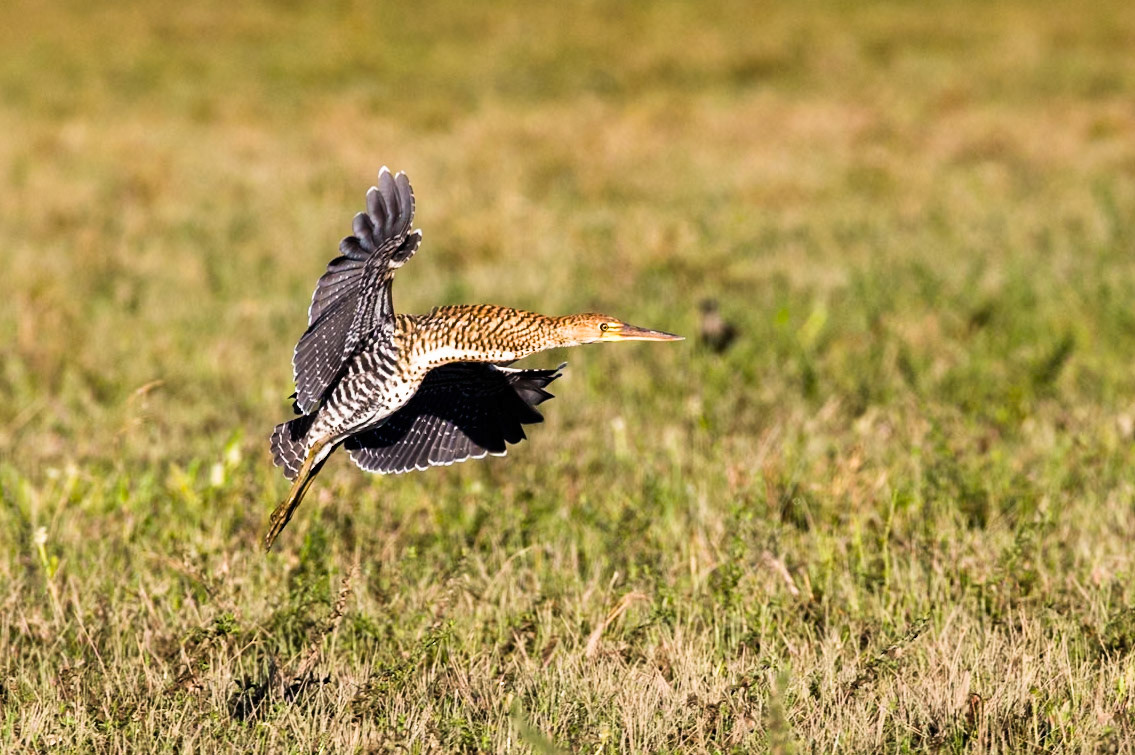 Rufescent tiger heron, Pousada Piuval, Pantanal, Brazil