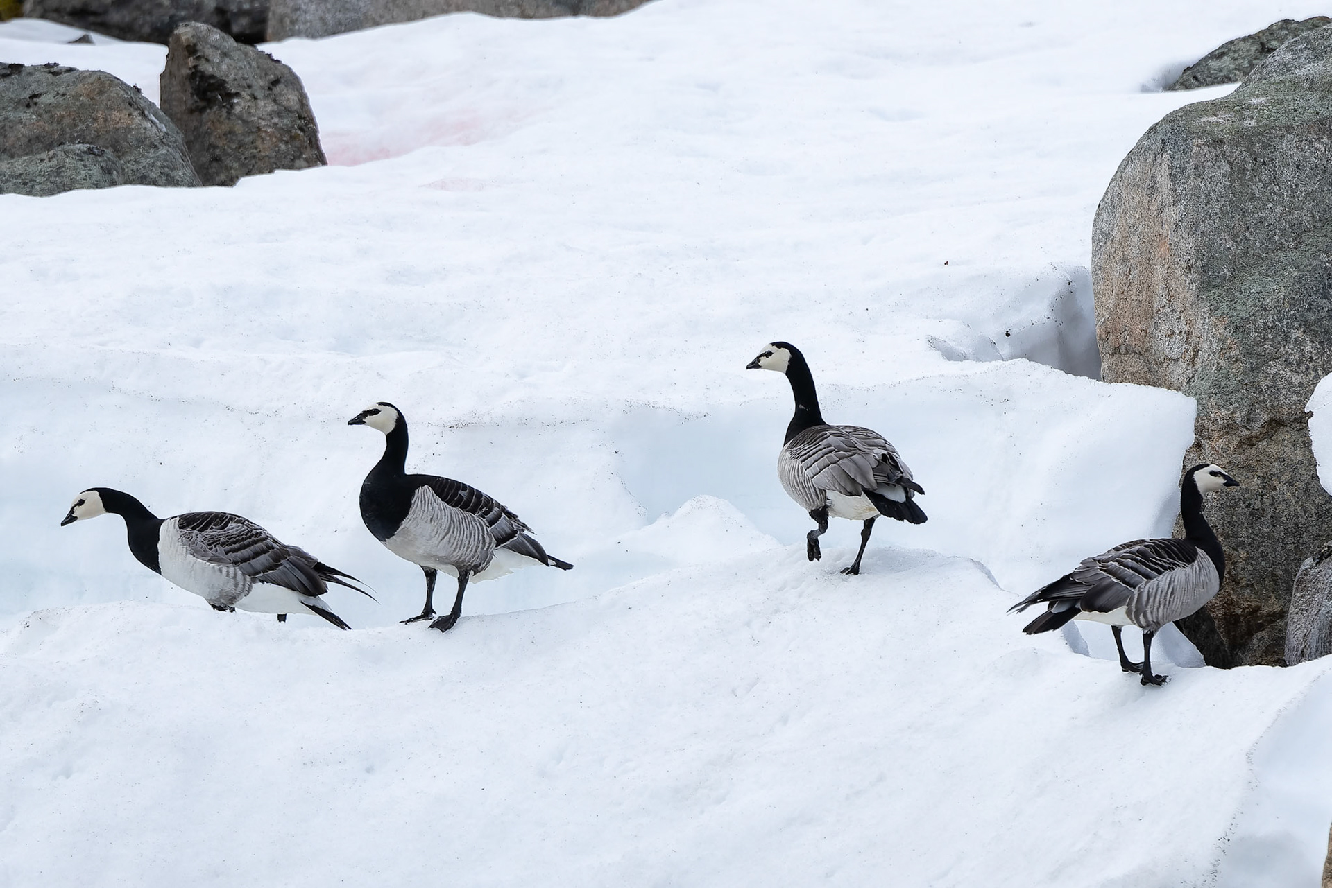 Barnacle goose, Hamiptonbukka, Svalbard, Norway